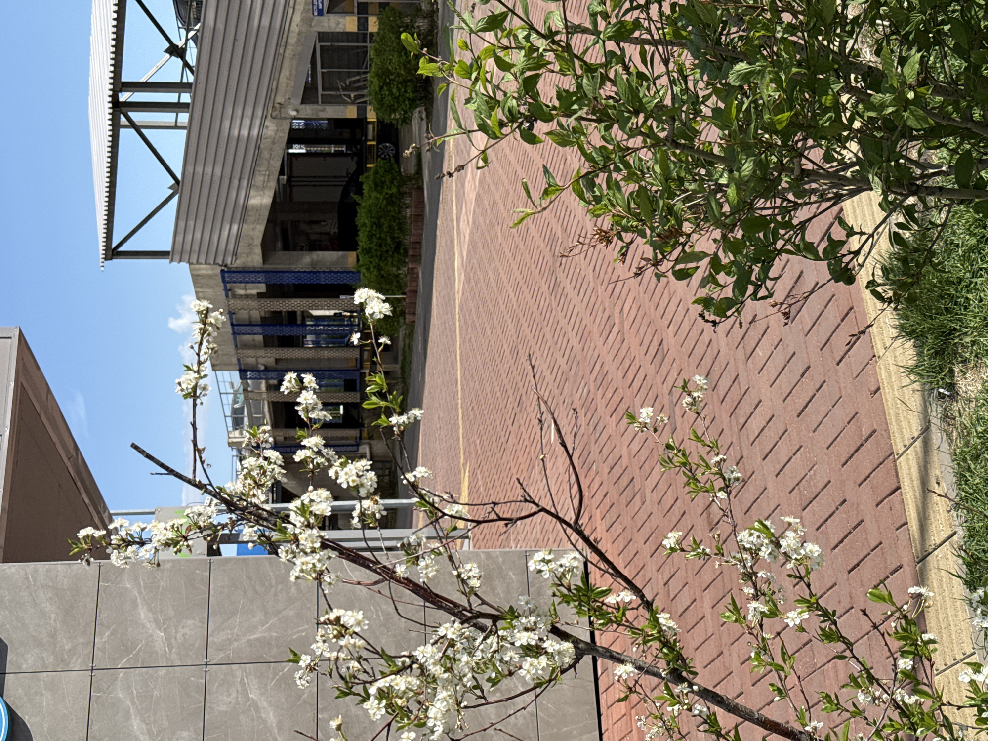 The image presents an outdoor urban scene. A building with a gray, tile-like exterior wall is partially visible on the left. In the foreground are branches of a flowering tree with small white blossoms. Behind the tree, the image shows a brick-paved walkway or road. The walkway has a yellow line painted along one edge, adjacent to a strip of green grass or vegetation. Further back, there is a building with a metal or covered walkway. The sky is light blue. Based on the elements visible, including building style and vegetation, and assuming the provided location is accurate, this is likely a streetscape within Krasnoyarsk, Russia.