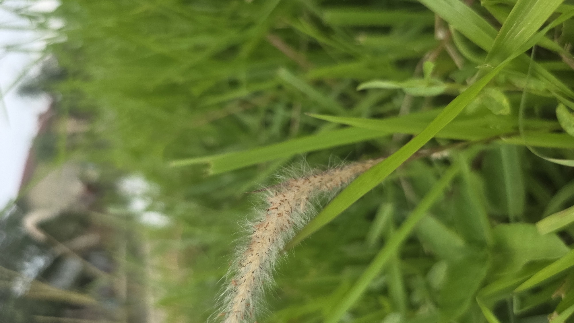 The image shows a close-up of a field with green grass and a seed head of foxtail grass. The photo was taken outdoors. The location is Lhokseumawe, Indonesia.
