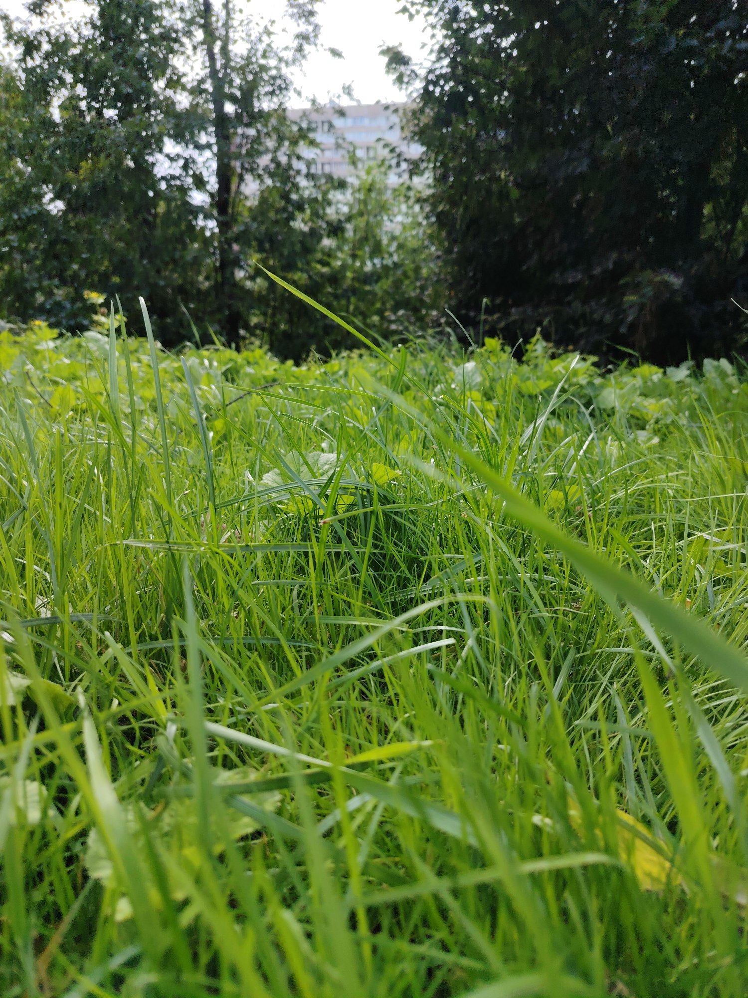 The image depicts a low-angle view of lush green grass in Zelenograd, Russia. In the background, out of focus, are trees and a multi-story building, suggesting an urban or suburban park setting. Sunlight filters through the foliage, illuminating the grass. There are no people or animals visible in the scene. The focus is on the texture and vibrant green of the grass.