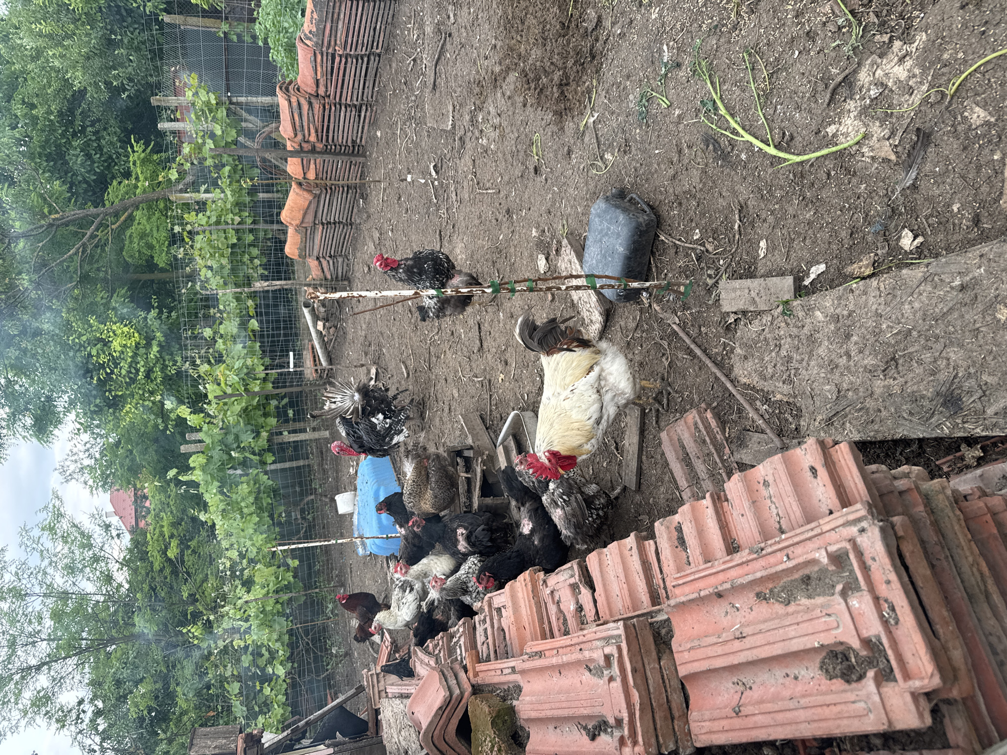 This image depicts an outdoor poultry enclosure or farmyard in Sarnevo, Bulgaria. The primary subjects are a group of various domestic fowl, including several chickens and roosters, along with one bird that resembles a turkey, all gathered on a dirt ground.
The scene shows an informal setting with bare earth, scattered with small green plant stems, debris, and pieces of wood. A large white rooster with a prominent red comb stands out among the darker birds, which include black, speckled, and reddish-brown chickens and roosters. The turkey-like bird, with dark feathers and a red wattle, is visible in the upper left cluster of birds. A black plastic jerrycan or container is situated on the ground towards the upper right.
Large stacks of terracotta roof tiles are present on both the left and right sides of the frame, indicating storage or building materials. In the background, a wire fence separates the enclosure from a dense growth of trees and grapevines. A faint haze or smoke is visible among the trees on the left side of the image. The sky, partially visible, appears overcast, suggesting it is daytime on a cloudy day. There are no human figures or discernible text in the image. The overall impression is a rustic, functional farm environment.