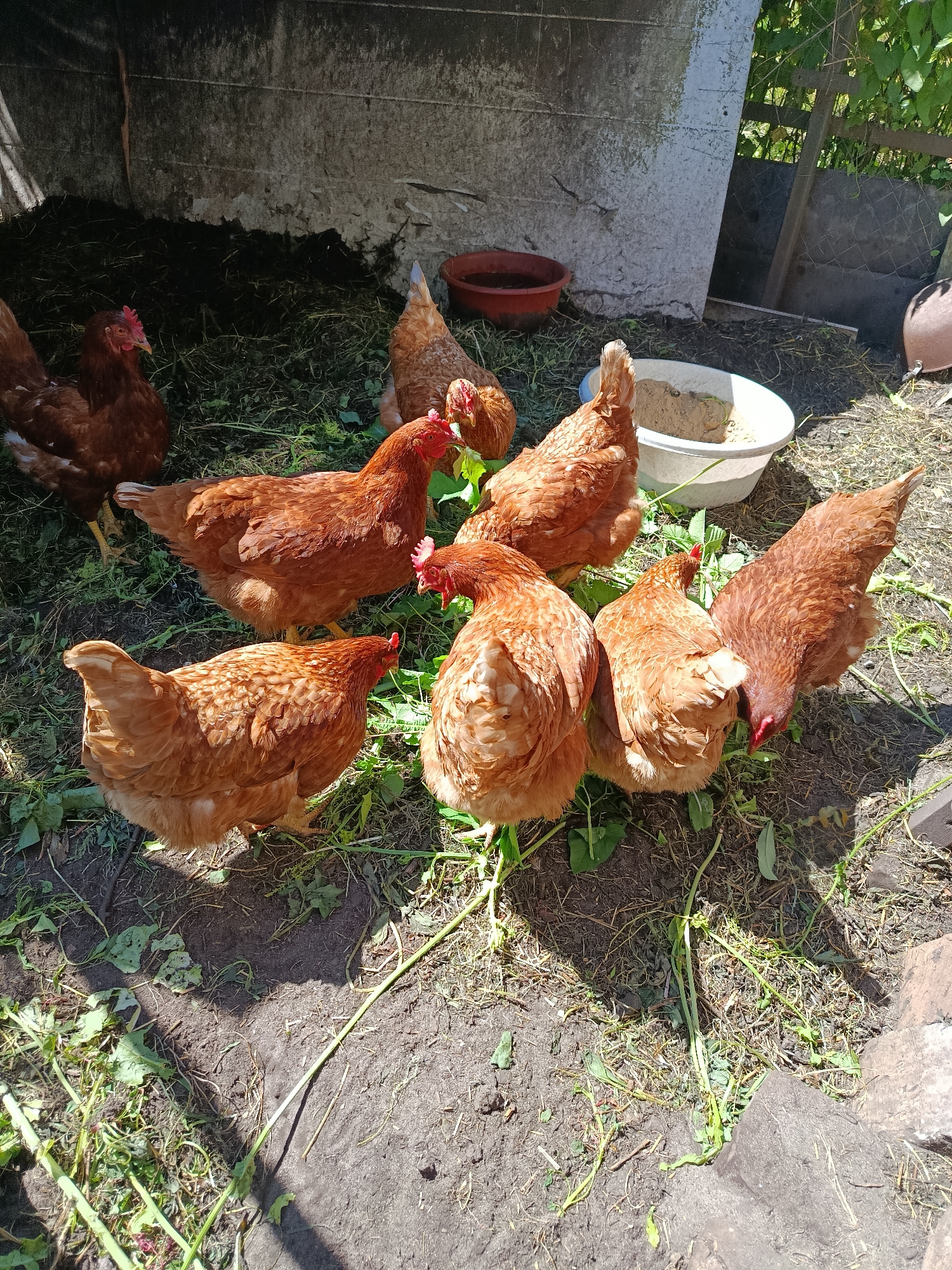 A flock of approximately eight brown chickens is gathered in an outdoor enclosure with a dirt and grass floor. The chickens are of various sizes and are predominantly brown with some lighter feathering. Some chickens are pecking at the ground, while others are standing or looking around. In the background, there is a grey concrete structure, a red bowl with liquid, a white bucket with feed, and some green vegetation. The scene appears to be a chicken coop or yard. The location is identified as Верея, Russia.