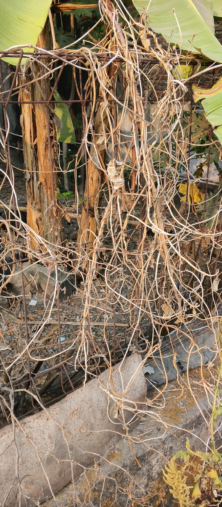 The image depicts a close-up view of a dense tangle of dried vines and branches intertwined with a rusty metal fence. In the background, partially visible, are elements of an outdoor environment, possibly a garden or yard. These include sections of banana leaves, rustic wooden posts, and a brick wall. The ground appears to be covered with debris, rocks, and some sparse vegetation. The scene suggests a neglected or overgrown area, with a focus on the texture and pattern of the dried plant matter and the weathered fence. The image does not contain any people or specific actions. The location is identified as Japanan, Indonesia.