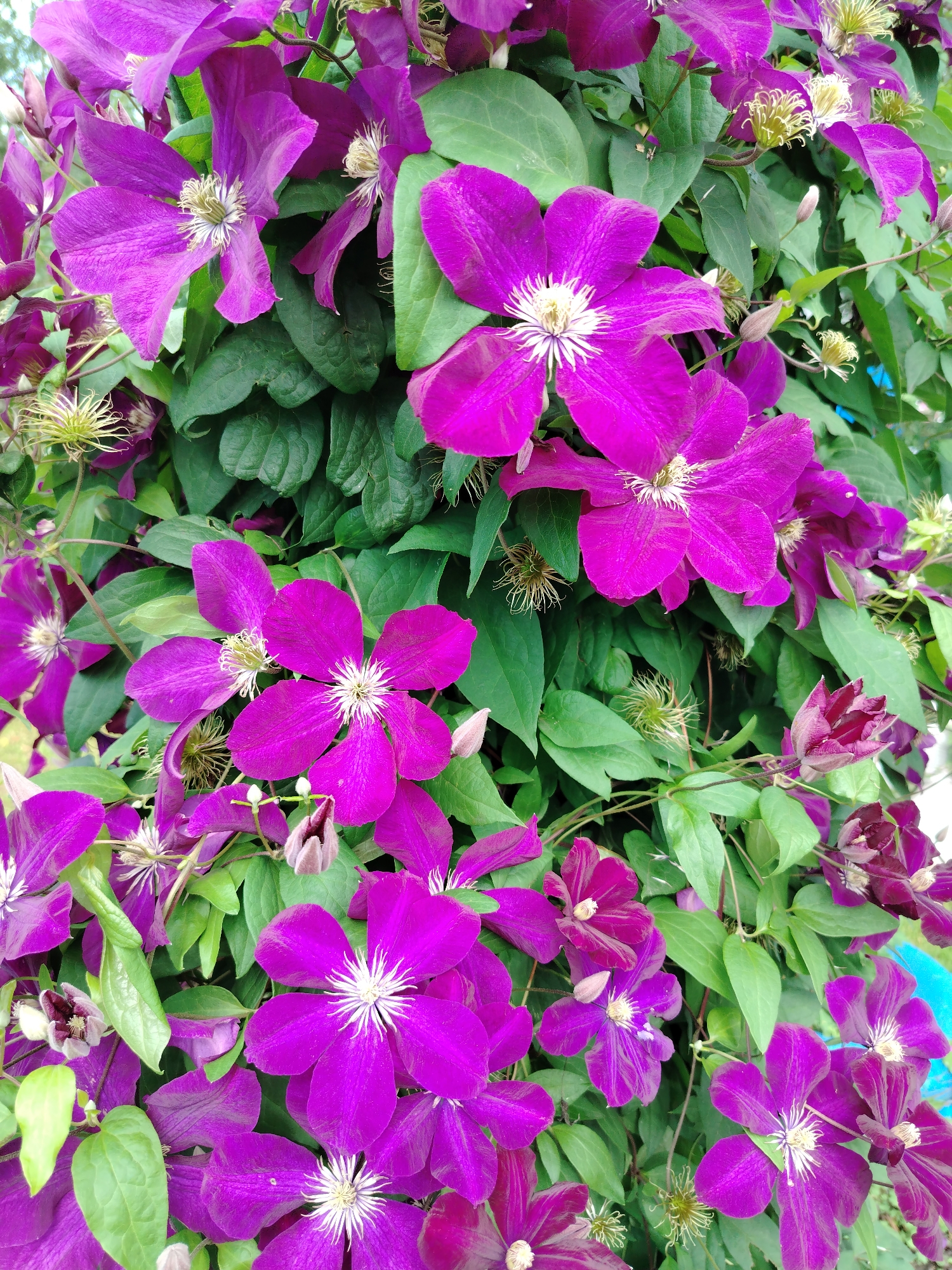 This is a close-up, eye-level, outdoor, daytime, full-shot photograph of a dense cluster of vibrant purple clematis flowers and green leaves. The flowers are in various stages of bloom, with some fully open, revealing their white stamens, and others still in bud. The lighting is natural and bright, suggesting a sunny day. The background is a blur of green foliage and some hints of blue, possibly indicating a sky or distant objects, but not clearly identifiable. The overall impression is one of lush, natural growth. There are no people or animals visible in the image, and the scene is devoid of any man-made structures or urban elements that would indicate a specific location within Kaltan, Russia, or any other city.
