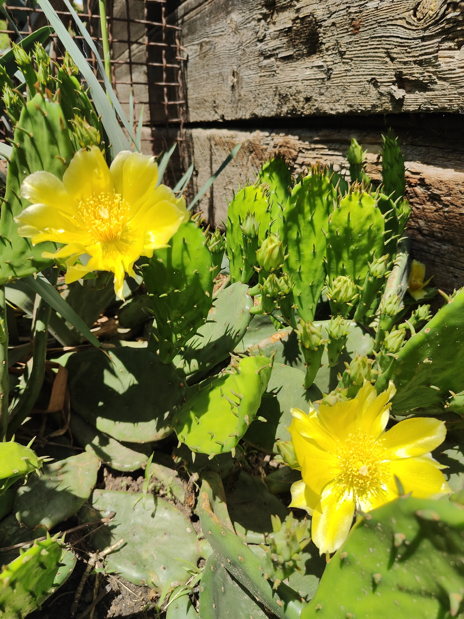 A close-up, eye-level shot captures two vibrant yellow Opuntia cactus flowers in bloom, set against a backdrop of green cactus pads and a weathered wooden fence. The flowers, with their ruffled petals and prominent yellow stamens, are the focal points of the image. Surrounding them, numerous cactus pads, some showing signs of age and minor damage, are densely packed. Several unopened cactus buds are also visible, hinting at future blooms. The wooden fence, constructed of rough-hewn planks, shows signs of age and exposure to the elements. In the background, a metal grate is partially visible, suggesting the presence of a fence or enclosure. The lighting suggests a sunny day, casting distinct shadows across the scene. The vegetation is planted in soil, with some sparse green shoots and dry debris present. The overall setting appears to be an outdoor garden or yard area. The image is not specific to Kryvyi Rih, Ukraine; it depicts a general scene of blooming Opuntia cacti.