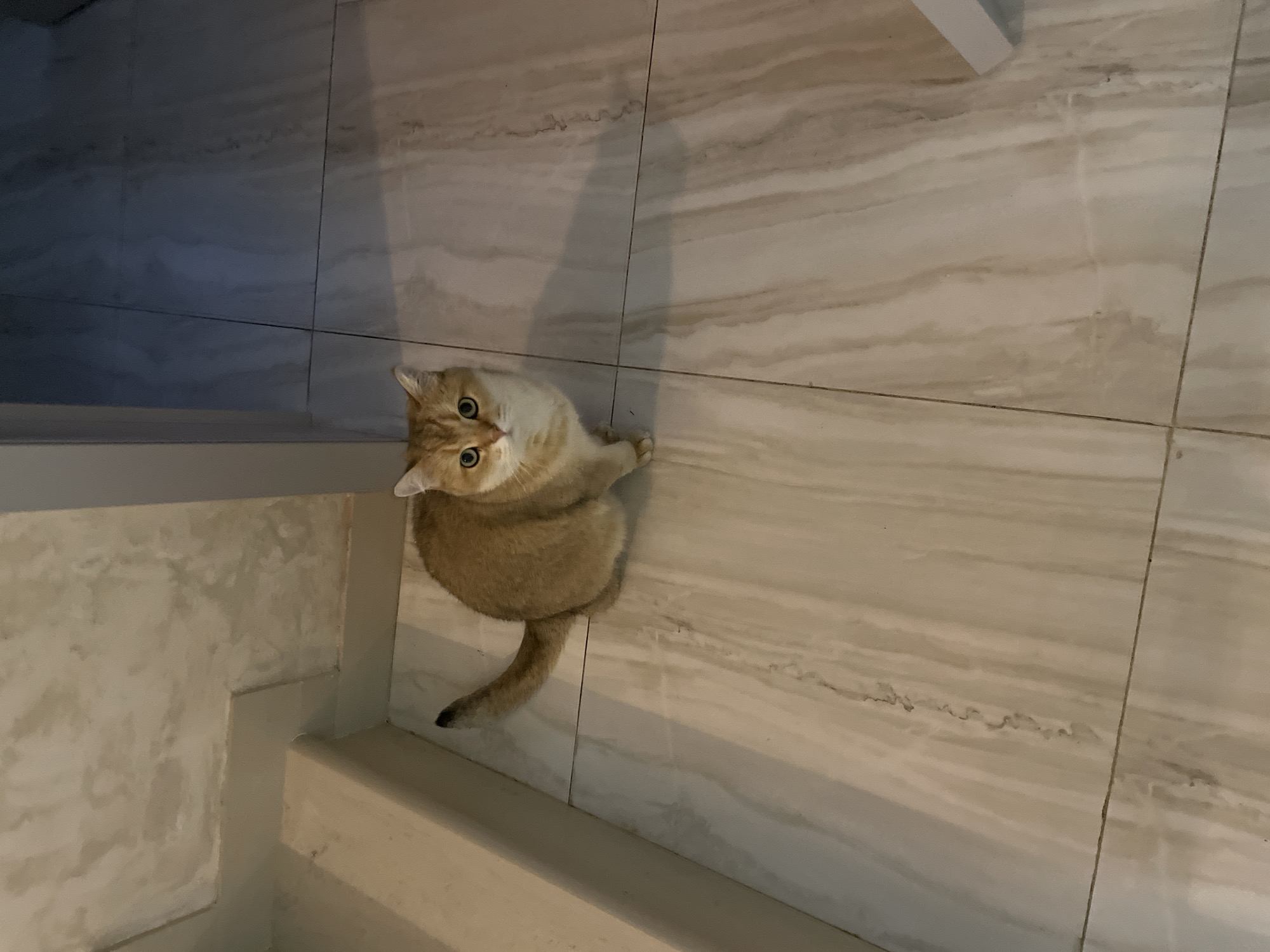 A golden-colored cat with green eyes is looking up at the camera from a tiled floor in what appears to be an indoor setting. The floor has a light marble pattern. The cat is near a white or light-colored structure, possibly a piece of furniture or a wall. The photo was taken in Лесной Пейзаж Кп (шарапово), Russia.