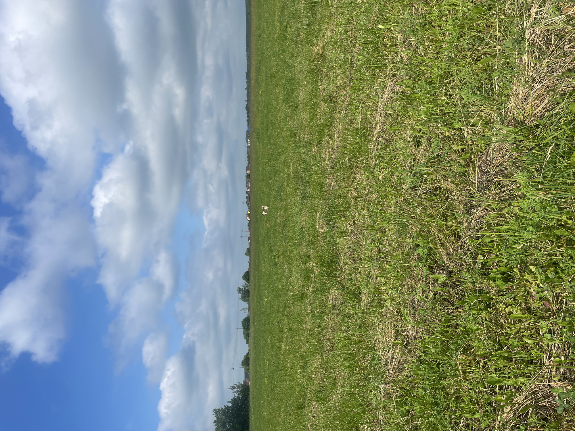 The image depicts a vast, open field of green grass under a partly cloudy blue sky. In the distance, a line of trees and houses marks the edge of the field, suggesting a rural or semi-rural setting. Two small white dogs are visible in the middle ground of the field, facing away from the camera. The grass in the foreground appears dry and sparse in places, with some areas of taller, greener growth. The overall impression is of a natural landscape on a sunny day. The specific location of Aropakkuzi, Russia is not visually verifiable from the image itself.