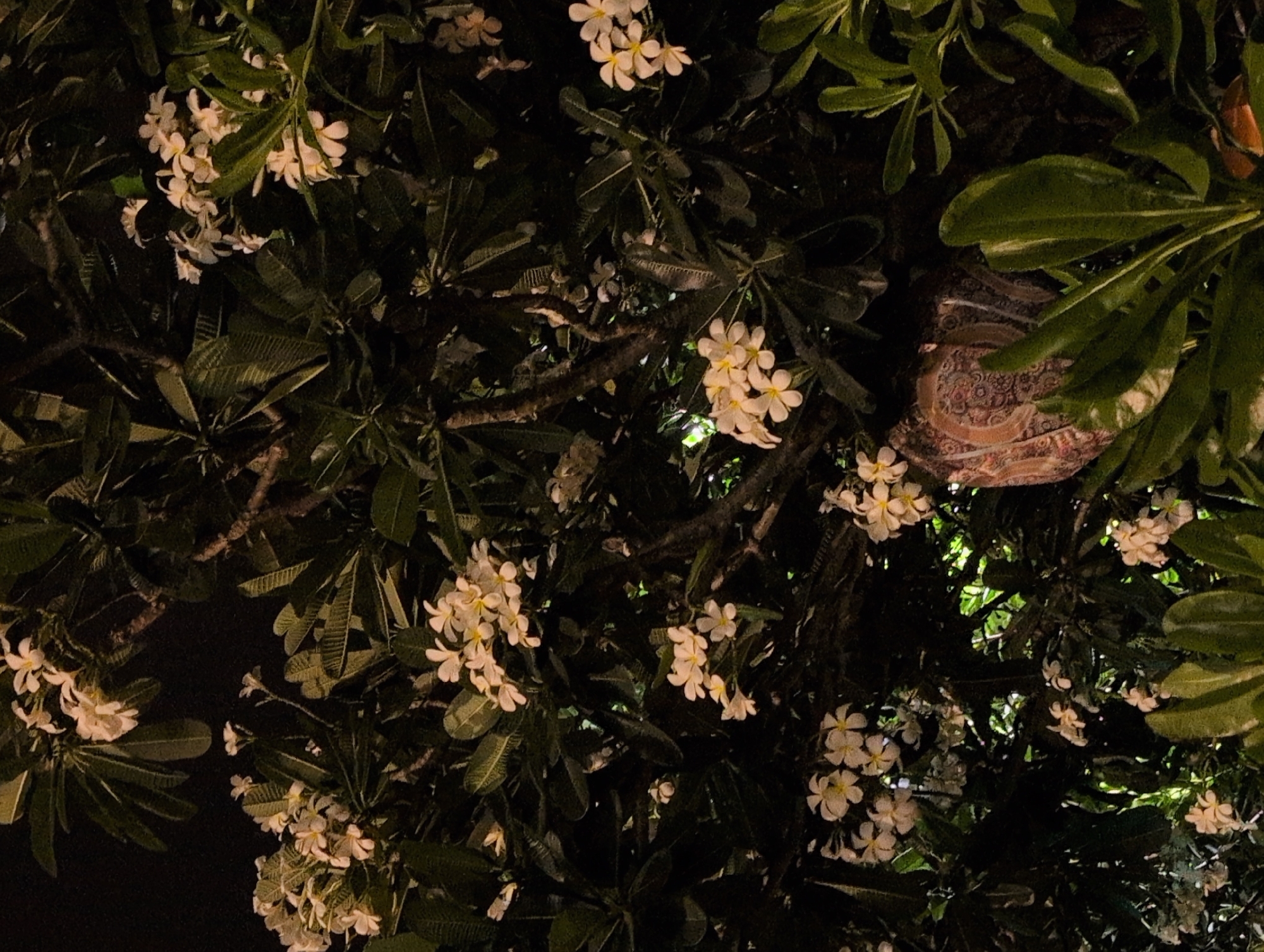 This image depicts a close-up view of a plumeria tree at night, likely in Đà Nẵng, Vietnam, given the context. The tree is abundant with lush green leaves and clusters of white plumeria flowers, some of which appear to be in full bloom. The background is dark, indicating the absence of bright artificial lights or daylight. In the lower right quadrant of the image, a portion of a patterned fabric, possibly a tapestry or a decorative cloth, is visible, partially obscured by the foliage. The overall impression is one of a serene, natural scene set against a dark urban backdrop.