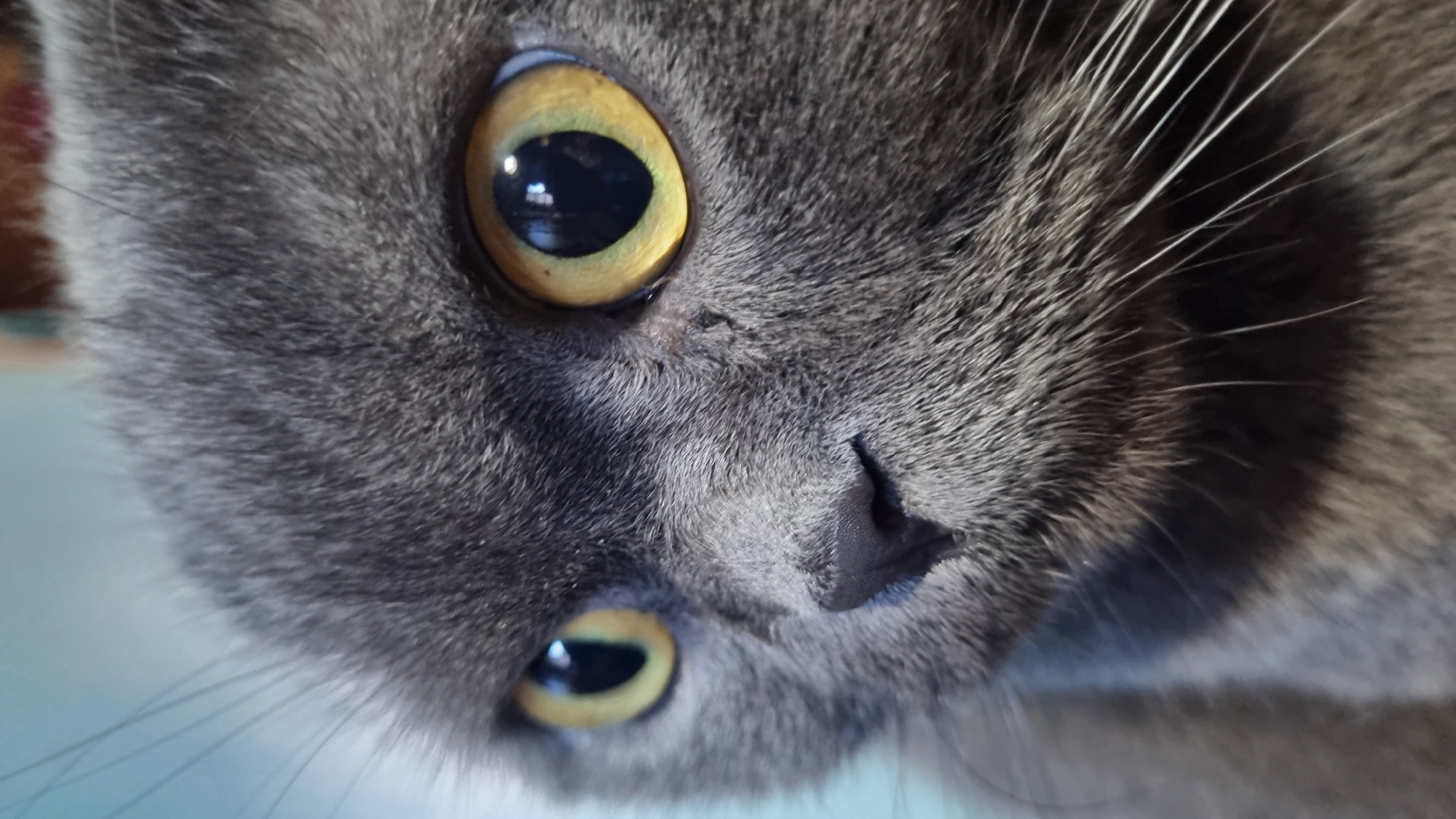 A close-up, macro photograph captures the face of a gray cat, likely a British Shorthair or similar breed, with striking amber eyes. The cat's fur is short and dense. The left eye is partially visible, while the right eye is in full view, its pupil dilated. The cat's nose is dark and moist. Long white whiskers extend from its muzzle. The background is softly blurred, with hints of light blue and brown. There is no discernible location in the city of Vysokoe, Russia mentioned or depicted in this image.