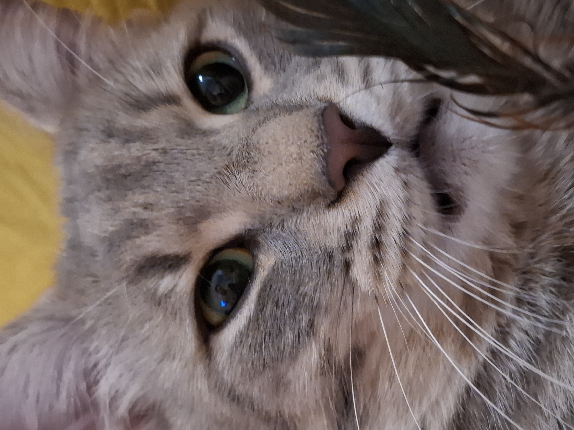 A close-up, head-on, eye-level shot shows a grey tabby cat's face. The cat is looking slightly to the right, with its pupils dilated. Its nose is pink, and its whiskers are long and white. A dark feather is partially obscuring the right side of its face. The background is a blurred yellow texture, possibly a blanket or cushion. There are no people or any indication of the location in Zemun Urban Municipality, Serbia.