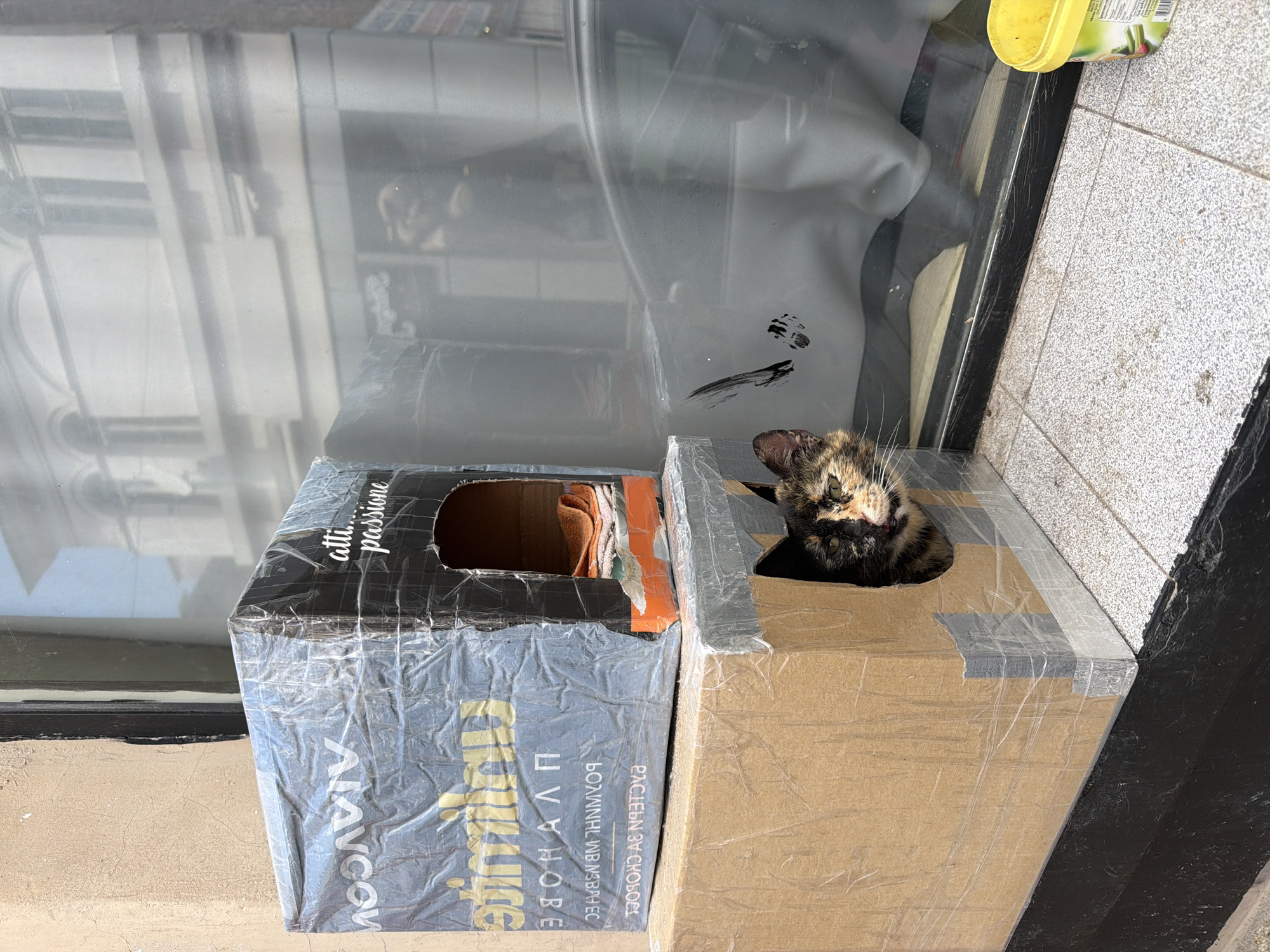 A tortoiseshell cat is peering out of a cardboard box placed on a sidewalk in Plovdiv, Bulgaria. The box is tan and sealed with clear packing tape. To the left, another box with an opening reveals orange fabric inside. The second box has black and gray packaging with gold lettering. The boxes are positioned next to a building, with a glass window reflecting the street. A container of what appears to be food is sitting on the sidewalk near the boxes. The sidewalk is tiled with gray and white squares. The curb of the sidewalk is painted black.