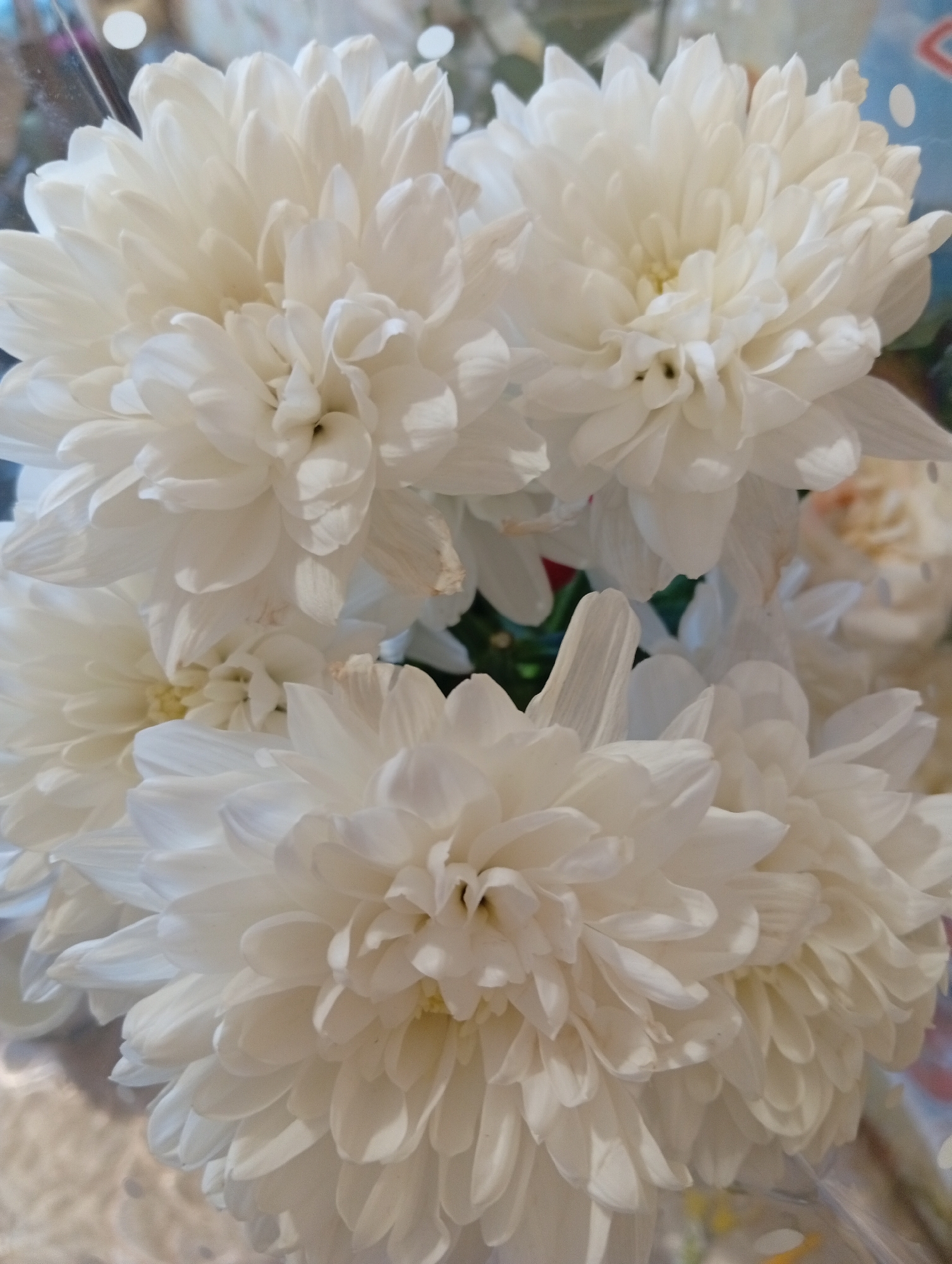 A close-up, high-angle, indoor shot showcases a bouquet of white chrysanthemums. The flowers, with their numerous, delicate petals, fill the frame, creating a soft, almost ethereal texture. The lighting is diffused, casting subtle shadows that highlight the intricate layers of the blooms. The background is softly blurred, suggesting a shallow depth of field, and hints at a domestic or retail setting with glimpses of colorful elements and reflective surfaces. There are no people present in the image.