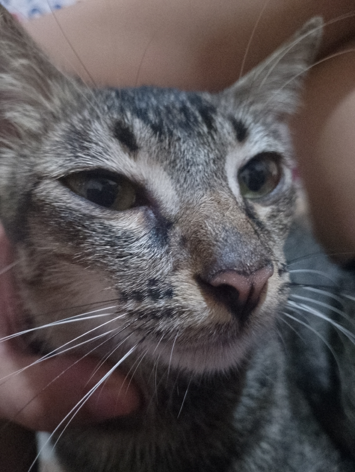 This is a close-up, eye-level, indoor photograph of a tabby cat's face. The cat's fur is a mix of gray and brown stripes. Its eyes are partially closed, and its nose is pink. White whiskers extend from its muzzle. A human hand is visible on the left side of the frame, gently holding the cat's head. The background is blurred and consists of soft, warm tones, suggesting an indoor setting. There is no discernible information to place this image in South Tangerang, Indonesia.