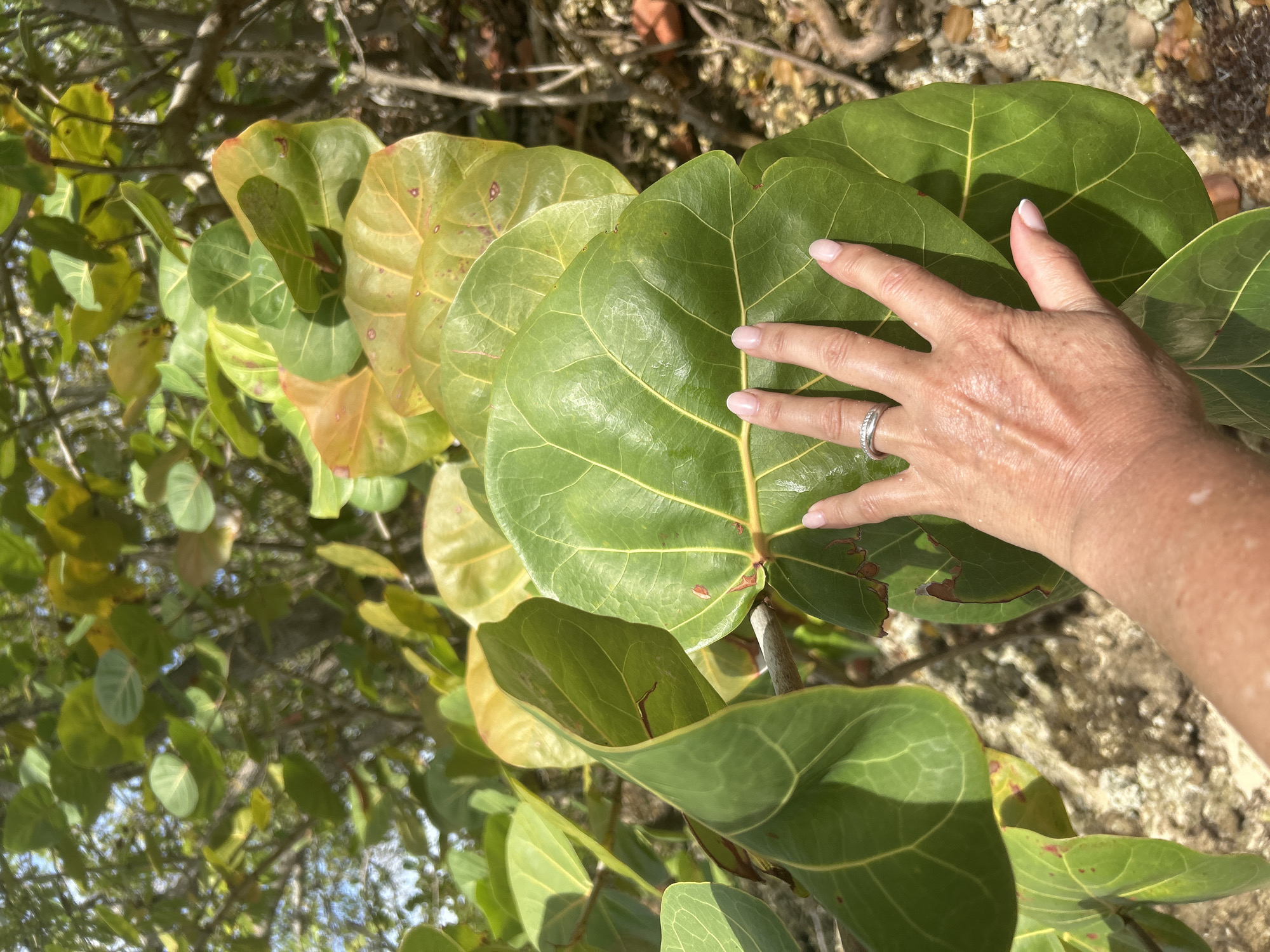 A hand is resting on large, round leaves of a plant in Le Gosier, France. The leaves are primarily green, with some showing yellow and brown tinges, suggesting maturity or changes in season. A hand is placed on the largest leaf, featuring a silver ring on one finger and manicured fingernails. The background shows foliage and ground textures, indicating an outdoor setting.