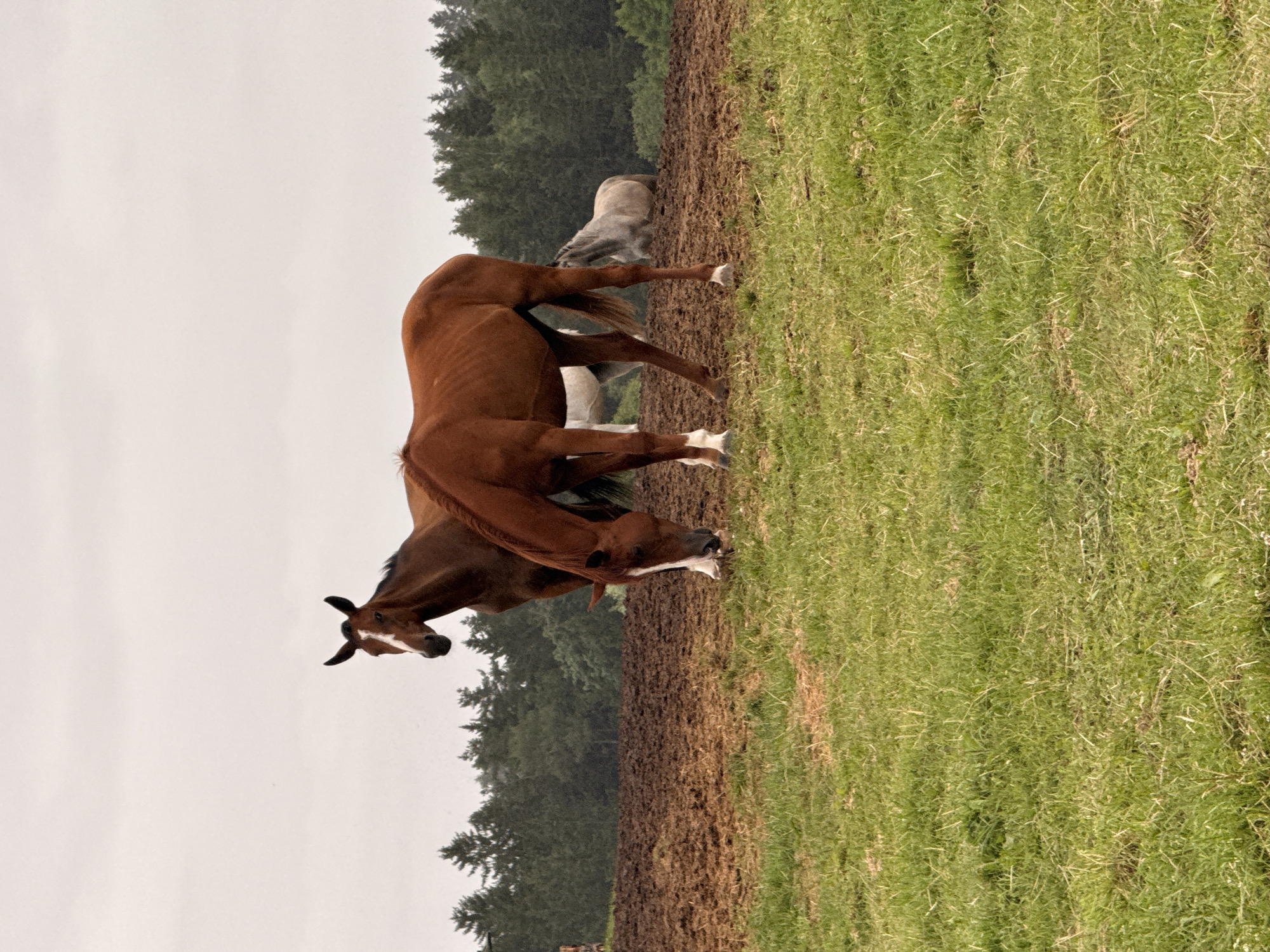 The image captures a serene outdoor scene featuring four horses in a field near Galinė, Lithuania. The sky is overcast, casting a muted light on the landscape. In the foreground, a patch of lush green grass transitions into a field of tilled brown earth. Two brown horses are prominently positioned in the mid-ground, with one grazing and the other standing alert. Behind them, a lighter-colored horse can be seen in the background. The horses are in a natural, unperturbed state, suggesting a peaceful environment. The backdrop is a dense line of dark green trees, characteristic of a rural or park-like setting. The overall impression is one of tranquility and natural beauty, with the horses as the focal point of the composition.