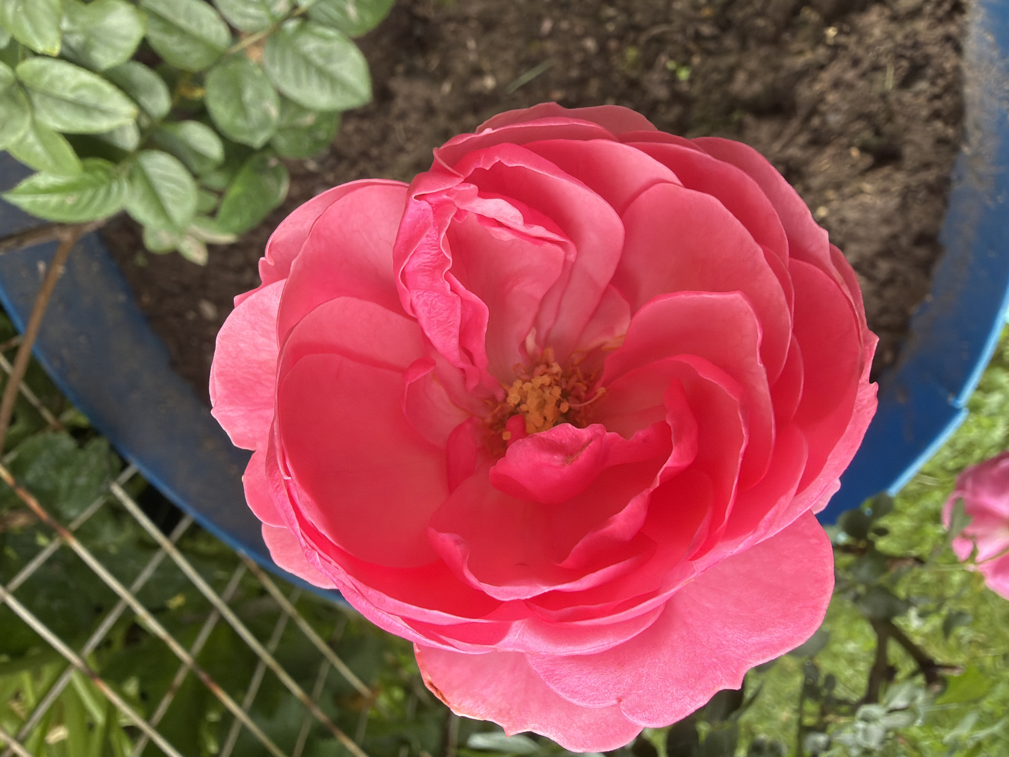A close-up, overhead shot captures a vibrant pink rose in full bloom, its petals unfurling in intricate layers. The center of the rose reveals delicate yellow stamen. The rose is situated within a blue planter, with dark soil visible around its base. In the background, green foliage of other plants is blurred, and a wire mesh fence, possibly part of a garden enclosure, is also visible. The scene appears to be outdoors, likely in a garden setting within the city of Отрада Снт, Russia, given the implied context. No people or specific actions are depicted.