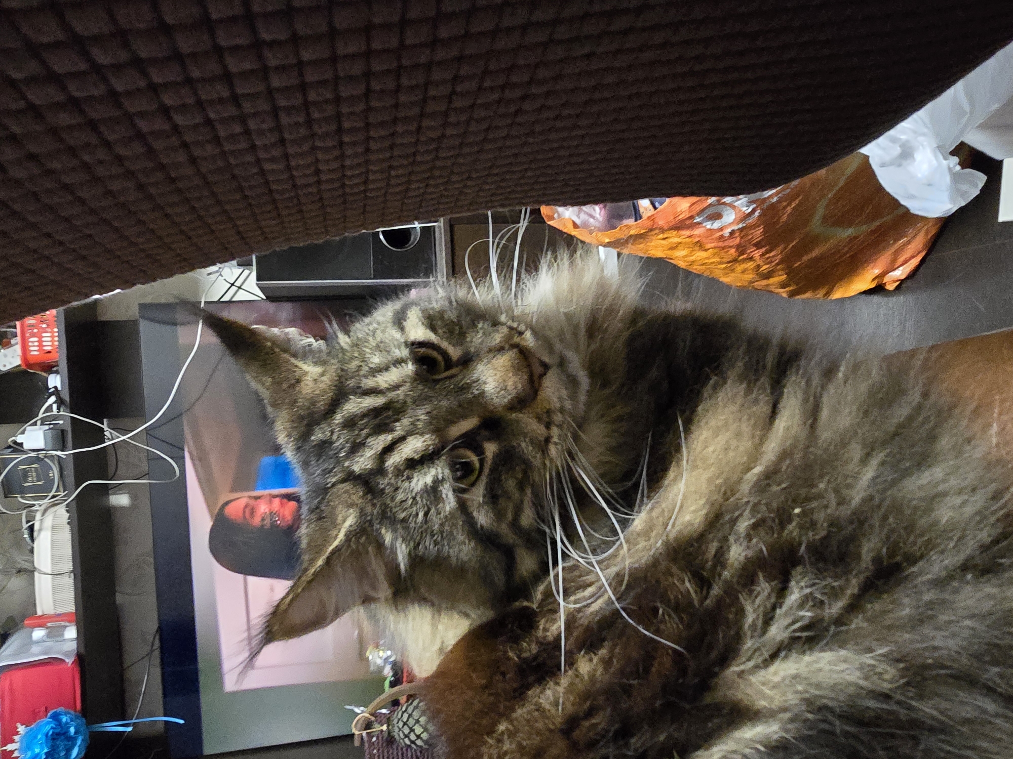 The image shows a close-up view of a large, long-haired cat, likely a Maine Coon, with tabby markings and bright yellow eyes. The cat is in the foreground, with its head and upper body filling most of the frame. Its fur is a mix of brown, black, and tan. The cat is looking to the right of the frame, with its whiskers prominently displayed. Behind the cat, a television screen displays an image of a person with dark hair and red makeup. To the right of the cat, a dark brown, textured surface, possibly upholstery, occupies a significant portion of the image. Below and slightly behind the cat, an orange plastic bag with a white crumpled object emerging from it is visible. The background also includes shelves with various items, including electronics and what appears to be a red plastic basket. The scene appears to be indoors, likely a living room or similar domestic setting. The image does not contain any information that would indicate a specific location in Krasnoyarsk, Russia.