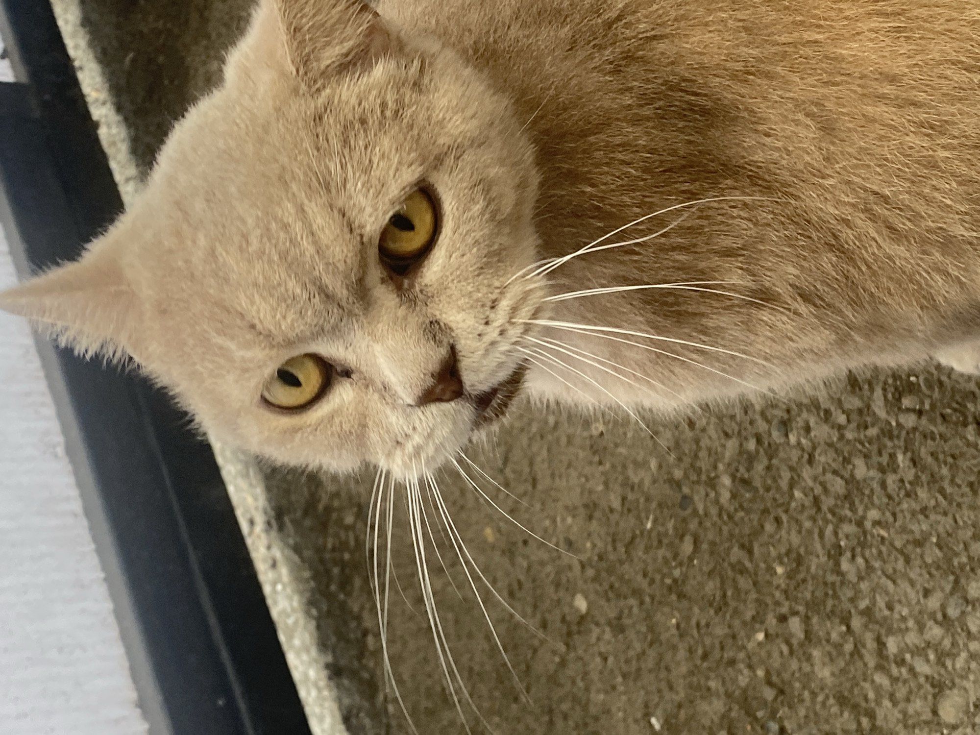 A close-up shot focuses on the face of a tan-colored cat with bright yellow eyes and long white whiskers. The cat is looking slightly to its left with a somewhat stern expression. The background consists of a textured gray surface, possibly pavement or concrete, with a dark horizontal barrier or railing above it. The lighting suggests an outdoor setting, possibly in a city environment. There is no information in the image that indicates the location in Maykop, Russia.