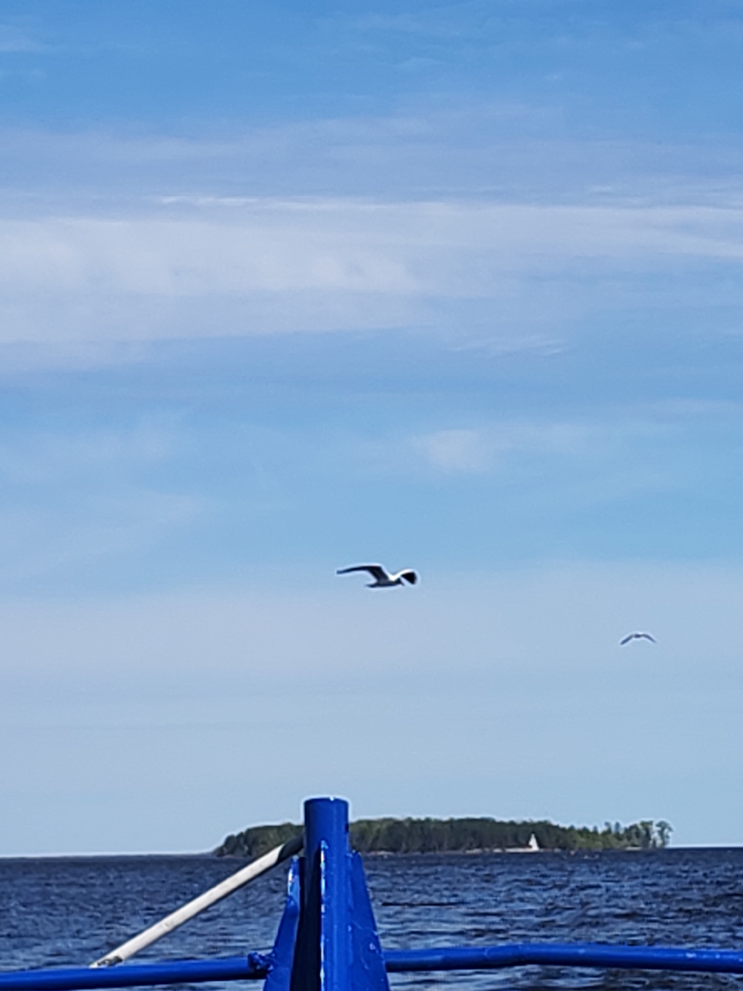 The image depicts a daytime scene on a body of water, possibly a lake or sea, near Pochinok, Russia. The perspective is from a boat, evidenced by the blue railing in the foreground. Two seagulls are in flight against a backdrop of a blue sky with scattered white clouds. In the distance, a low-lying island is visible, densely covered with trees. A single sailboat, with white sails, is also present on the island. The water surface is dark blue and has visible ripples.