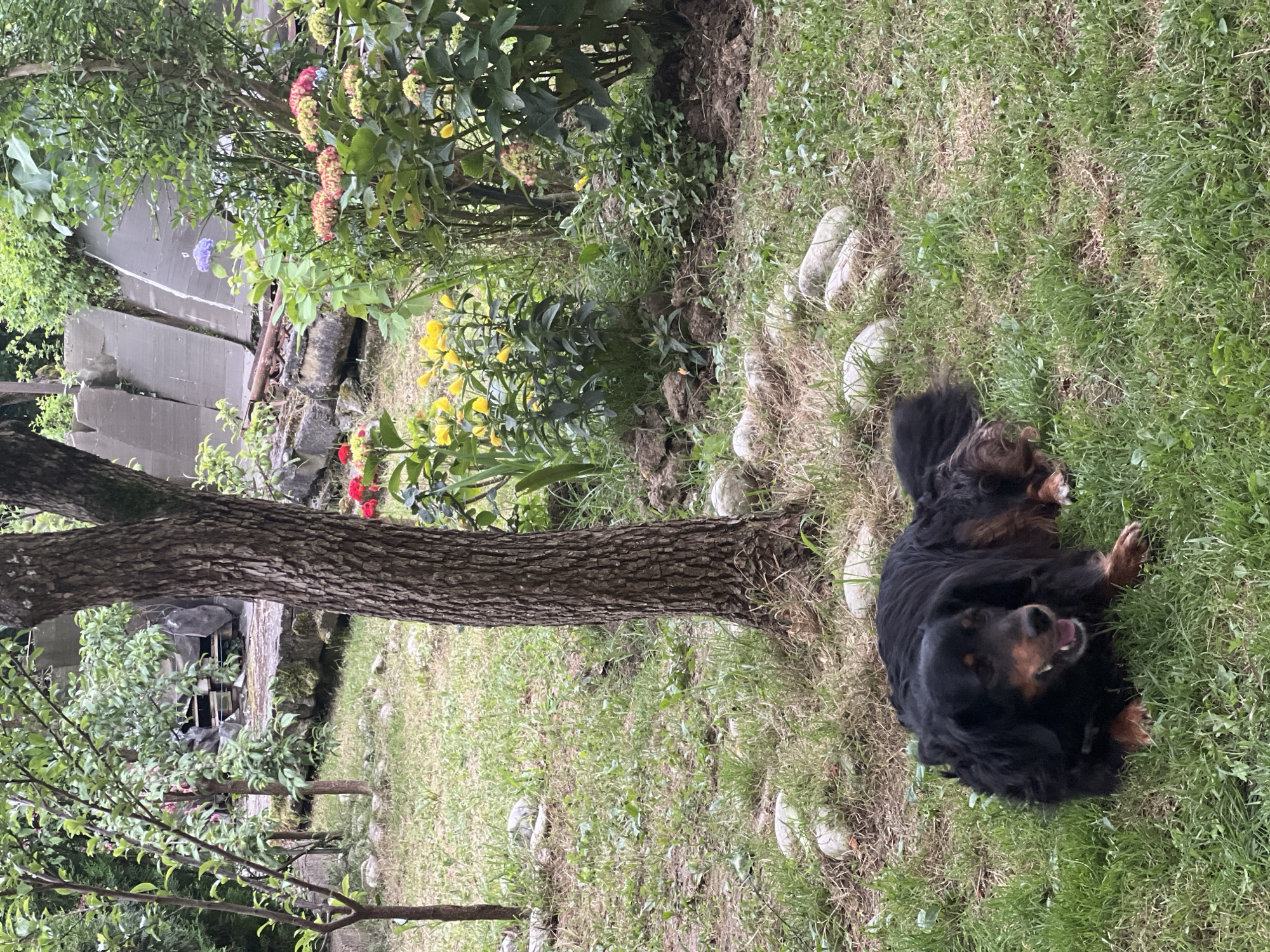 A black and brown dog is lying on green grass in a garden. The dog is on its side with its mouth open and tongue visible. In the background, there are trees, flowers, and some debris. The scene is outdoors in a residential area.