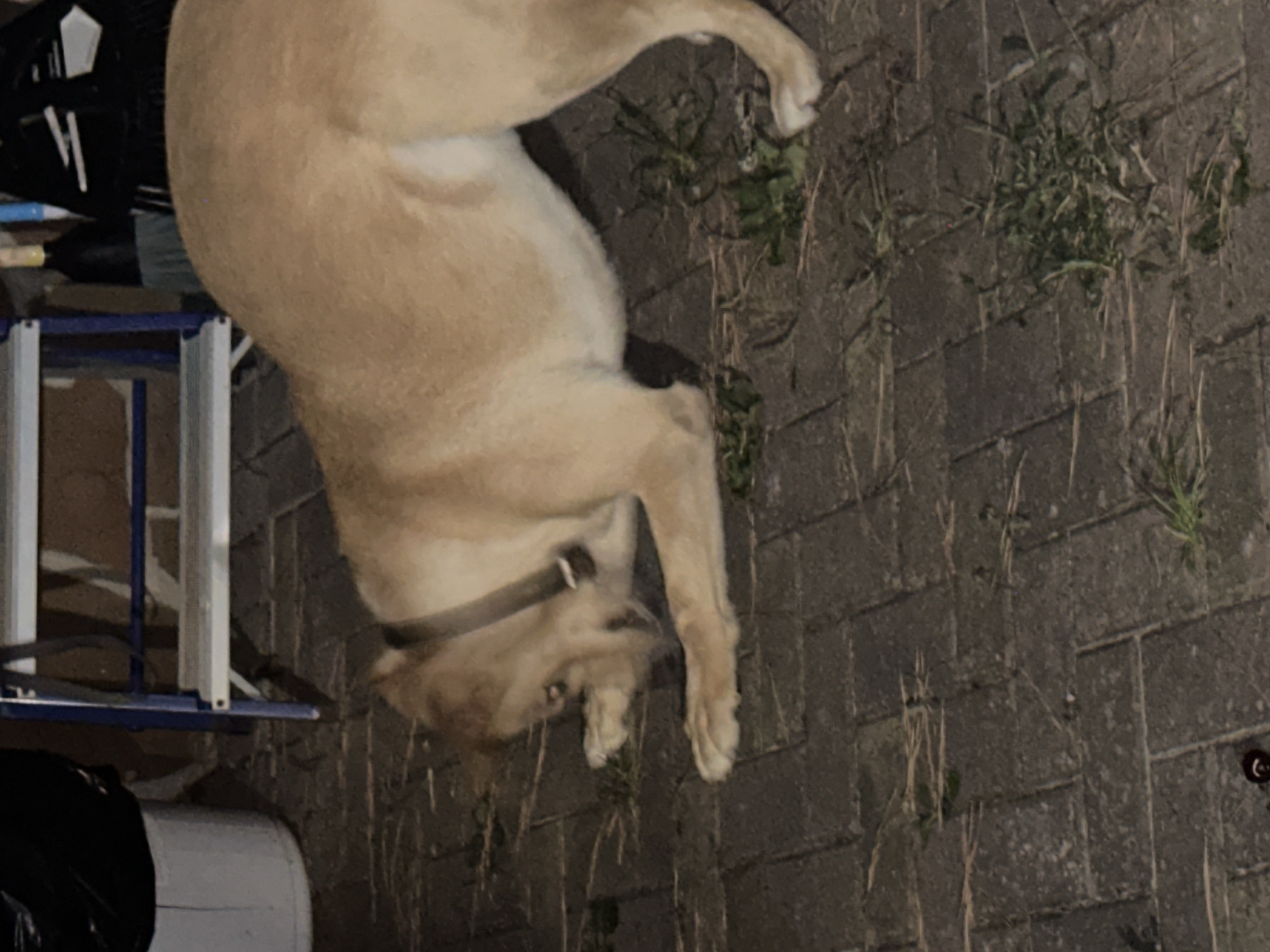 A light-colored dog, possibly a pit bull mix, is on a brick patio. The dog is leaning forward, appearing to sniff or lick the ground. It is wearing a dark collar. In the background, there is a white bucket with a black trash bag inside, a blue and silver step ladder, and a broom leaning against it. The environment appears to be outdoors at night or in low light conditions, consistent with a residential area in Sochi, Russia.