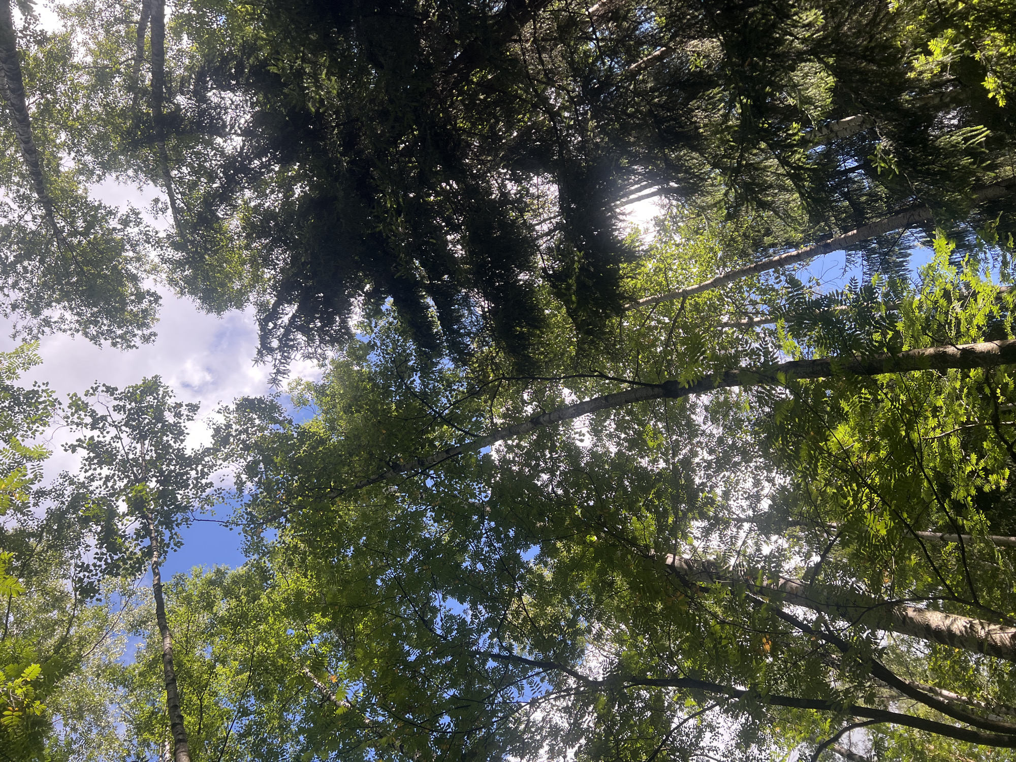 This is a low-angle shot looking up through a dense forest canopy towards a bright, partly cloudy sky. The trees are a mix of deciduous and coniferous. The deciduous trees on the left have light green leaves and pale bark, possibly birch. The coniferous trees on the right are darker green and have a more feathery appearance. Sunlight filters through the leaves, creating bright spots and dappled shade. The sky is a vibrant blue with scattered white clouds. The scene depicts a natural forest environment, with no indication of an urban setting.