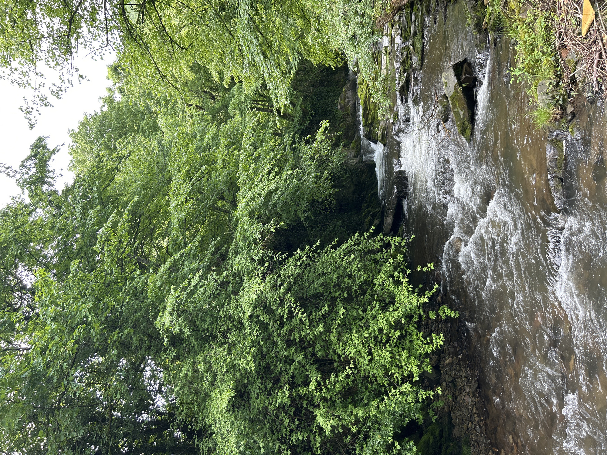 The image shows a stream flowing through a dense forest. The stream is the primary focus, with its turbulent water cascading over rocks. Lush green foliage dominates the left side of the image, indicating a well-vegetated area. The right side features rocky terrain with some vegetation clinging to it. The scene appears to be in a natural setting. Location information like the city and country are unknown.