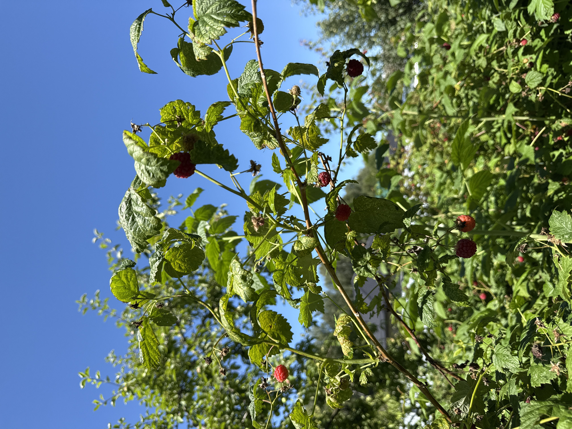 An outdoor, close-up, low-angle shot captures raspberry bushes laden with ripe red berries and green leaves under a bright, clear blue sky. The focus is on the branches and berries in the foreground, with a blurred background of more foliage and hints of a building. The scene appears to be a garden or allotment in Mahilyow, Belarus.