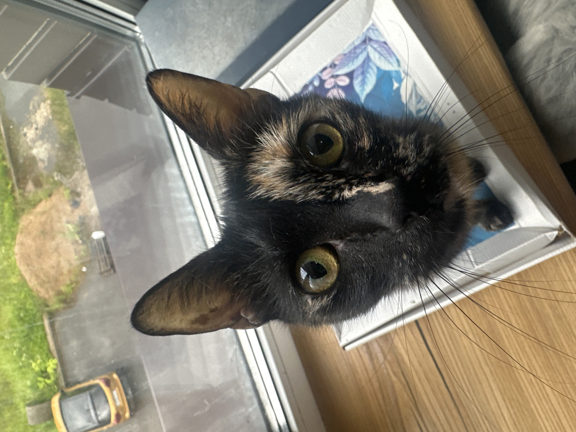A tortoiseshell cat is positioned on a windowsill, looking directly at the camera. The cat's face is the primary focus, with its green eyes and varied fur pattern being prominent. To the left of the cat, through a window, a small yellow car is visible parked on a wet, paved surface. Beyond the car, there is lush green vegetation and a mound of brown earth. The windowsill itself is made of light-colored wood, and beneath the cat lies a white object with a blue and floral pattern. The cat's long whiskers extend outward, resting on the windowsill. The overall scene suggests an indoor setting looking out onto an outdoor environment. The location is identified as Ozerki, Russia.