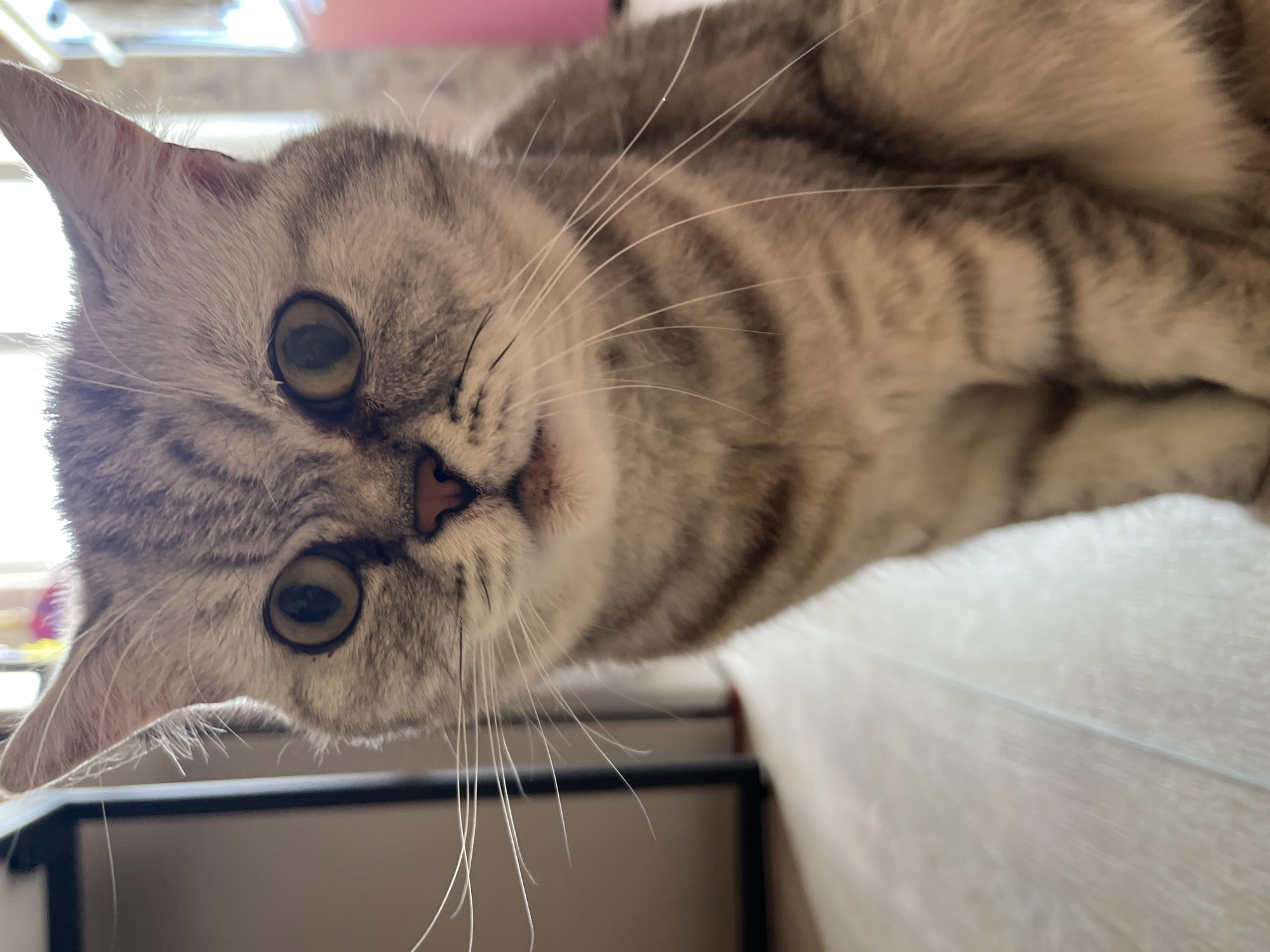 The media file is a close-up, low-angle shot of a tabby cat. The cat has light grey fur with darker grey stripes. Its eyes are large and a yellowish-green color, and they are looking directly at the camera. The cat's nose is pink, and it has long white whiskers. The background is blurred, but it appears to be an indoor setting with some furniture visible. The lighting suggests it is daytime. The cat's expression is neutral, and it seems to be resting or observing its surroundings. There is no visible text in the image.