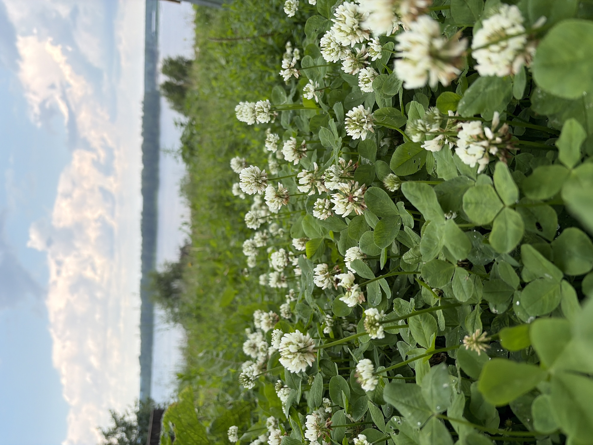 The image shows a close-up view of white clover flowers and green leaves, wet with dew, in a field. In the background, a body of water, likely a river or lake, is visible, bordered by a treeline under a cloudy sky. The setting appears to be natural, possibly a meadow or embankment near a body of water. The specific location in Olkhovka, Russia is not discernible from the visual information provided.