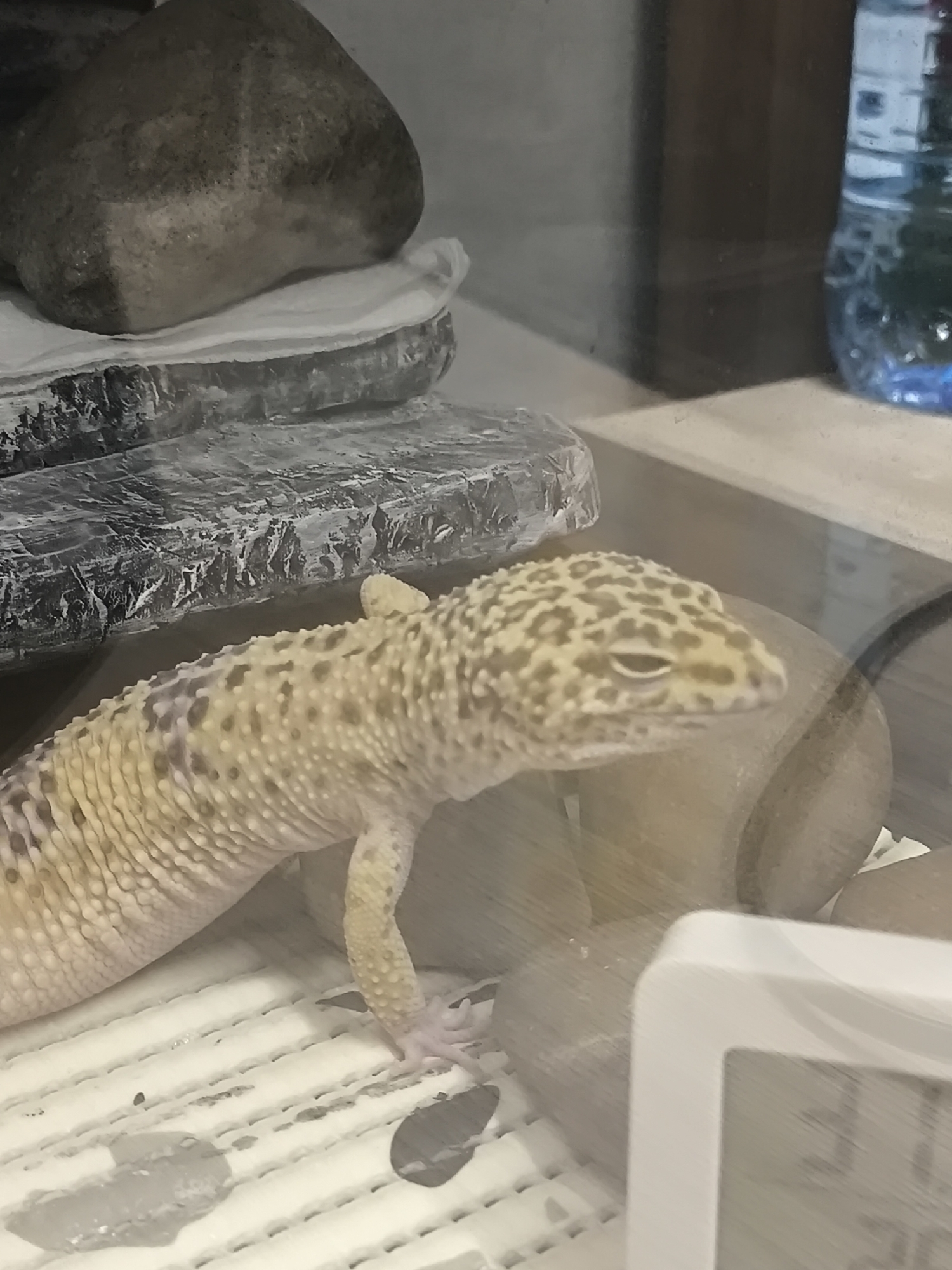 A yellow and black spotted gecko is in a terrarium. A stone is on a white cloth. There is a water bottle in the background. A digital device is in the foreground. The location in the city of Chaikovsky, Russia is not identifiable in the provided image.