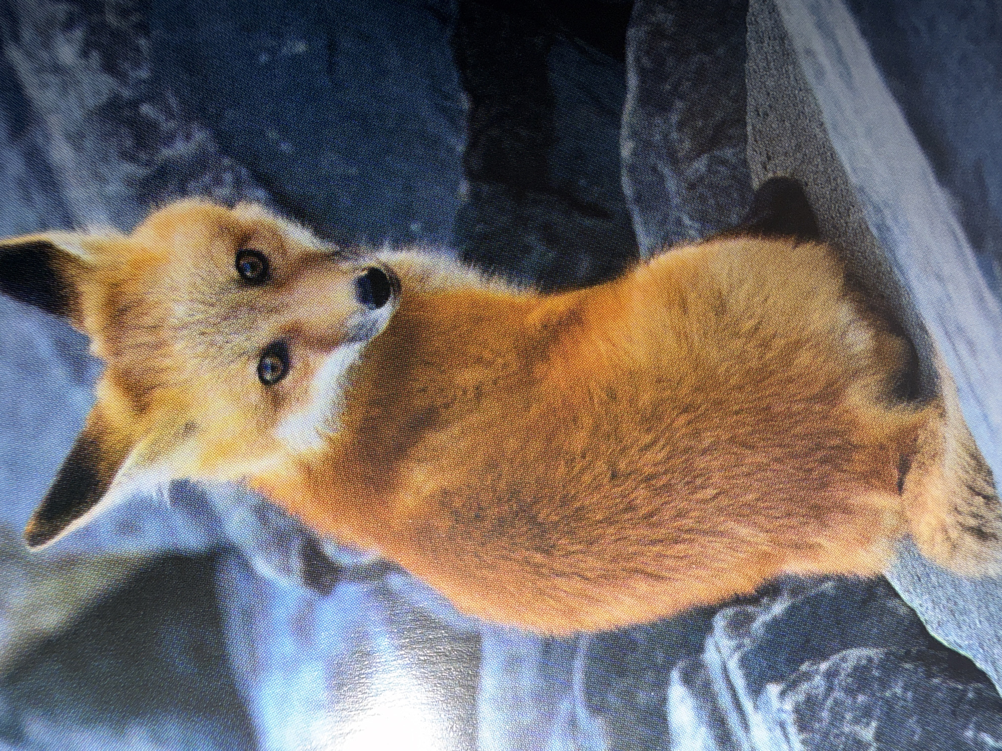 A close-up, high-angle photograph shows a red fox lying down among rocks. The fox has reddish-orange fur with white fur on its chest and underbelly. Its ears are pointed and tipped with black. The fox's head is turned to its left, and it is looking directly at the camera with dark eyes. The rocks surrounding the fox are various shades of gray and blue. There is no indication of the city of London or the United Kingdom in the image.