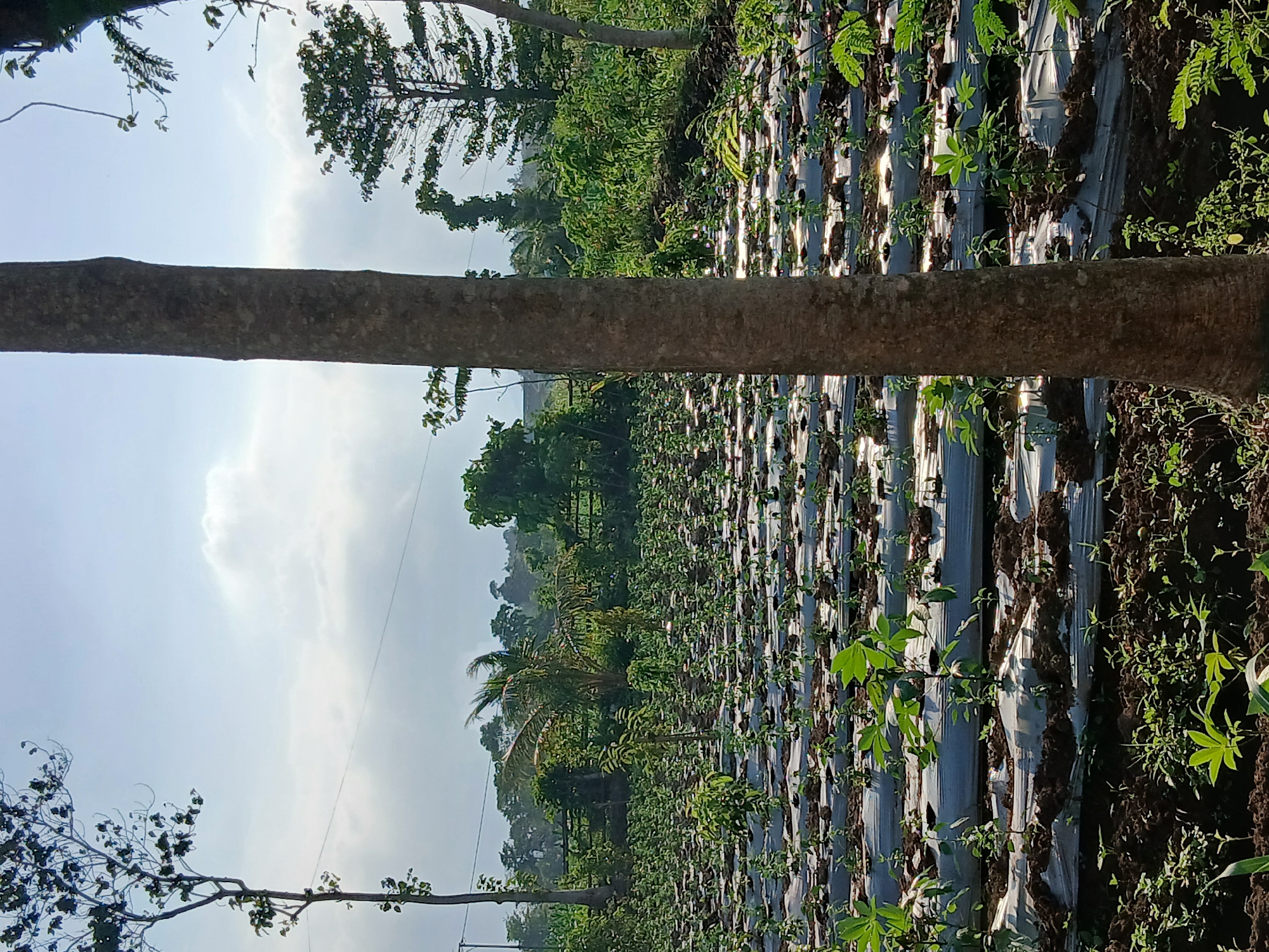 This image captures a cultivated field in Sekarputih, Indonesia, under a bright sky with scattered clouds. The field is characterized by rows of young plants, possibly crops, covered with white plastic mulch. The mulch is laid out on dark soil, creating a striped pattern across the landscape. Several trees are visible, including a tall, slender tree in the foreground and other trees with lush green foliage in the background. A palm tree is also present amongst the other vegetation. Power lines can be seen stretching across the sky in the distance. The scene appears to be a rural agricultural area.