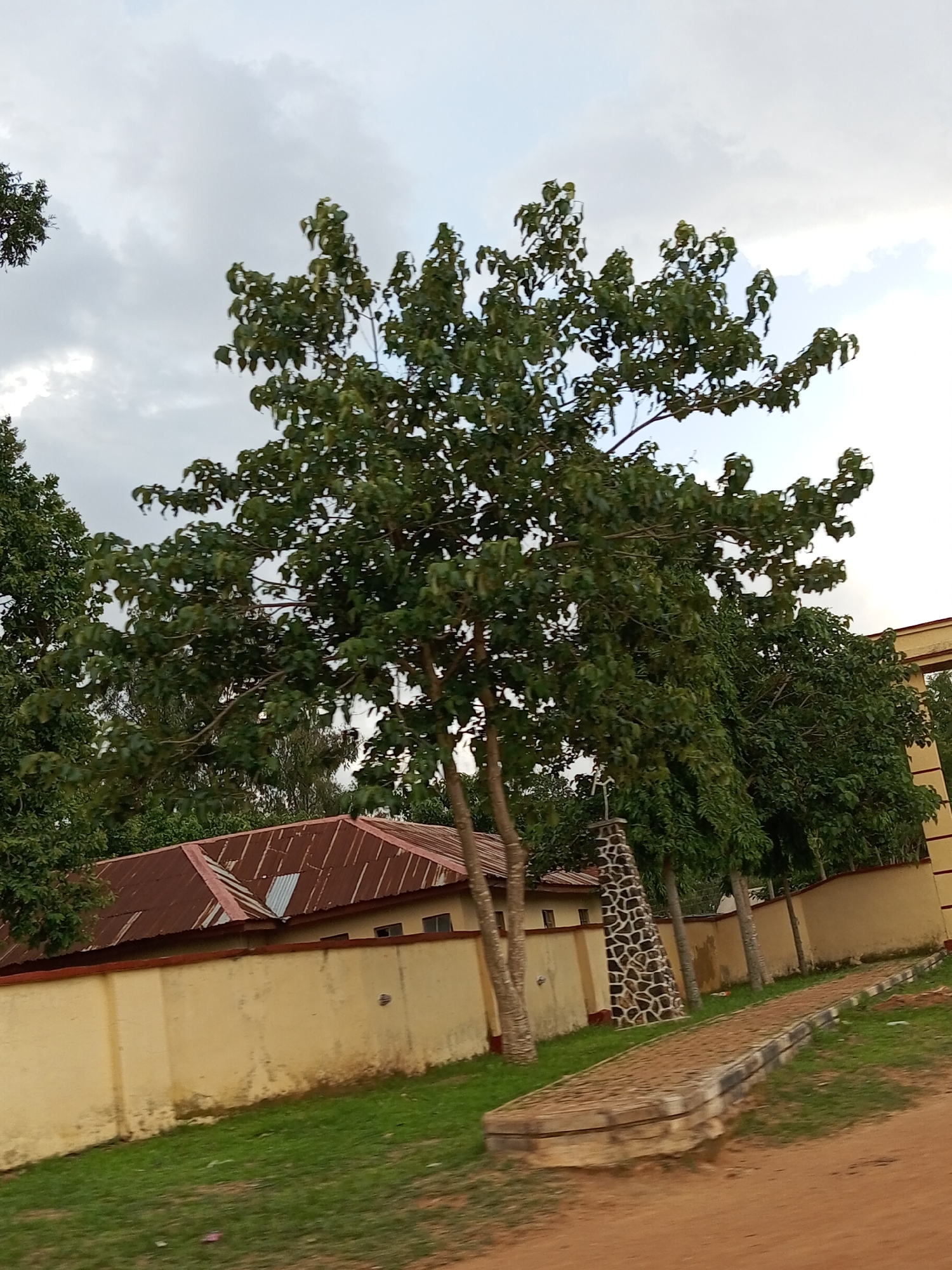 The image depicts a street scene in Bukuru, Nigeria, characterized by a light-colored, textured wall bordering a property. A rust-colored corrugated metal roof is visible over the wall, suggesting residential or commercial buildings. Mature trees with lush green foliage dominate the foreground and midground, their branches reaching towards a cloudy sky. A paved walkway, constructed with interlocking bricks and bordered by concrete, runs alongside the wall and stretches into the distance. A decorative stone pillar, possibly part of an entrance or landmark, stands near the walkway. The ground is covered with green grass and reddish-brown soil, indicative of a typical outdoor environment in the region. The overall atmosphere is serene and natural, with a clear sense of place within the Nigerian landscape.