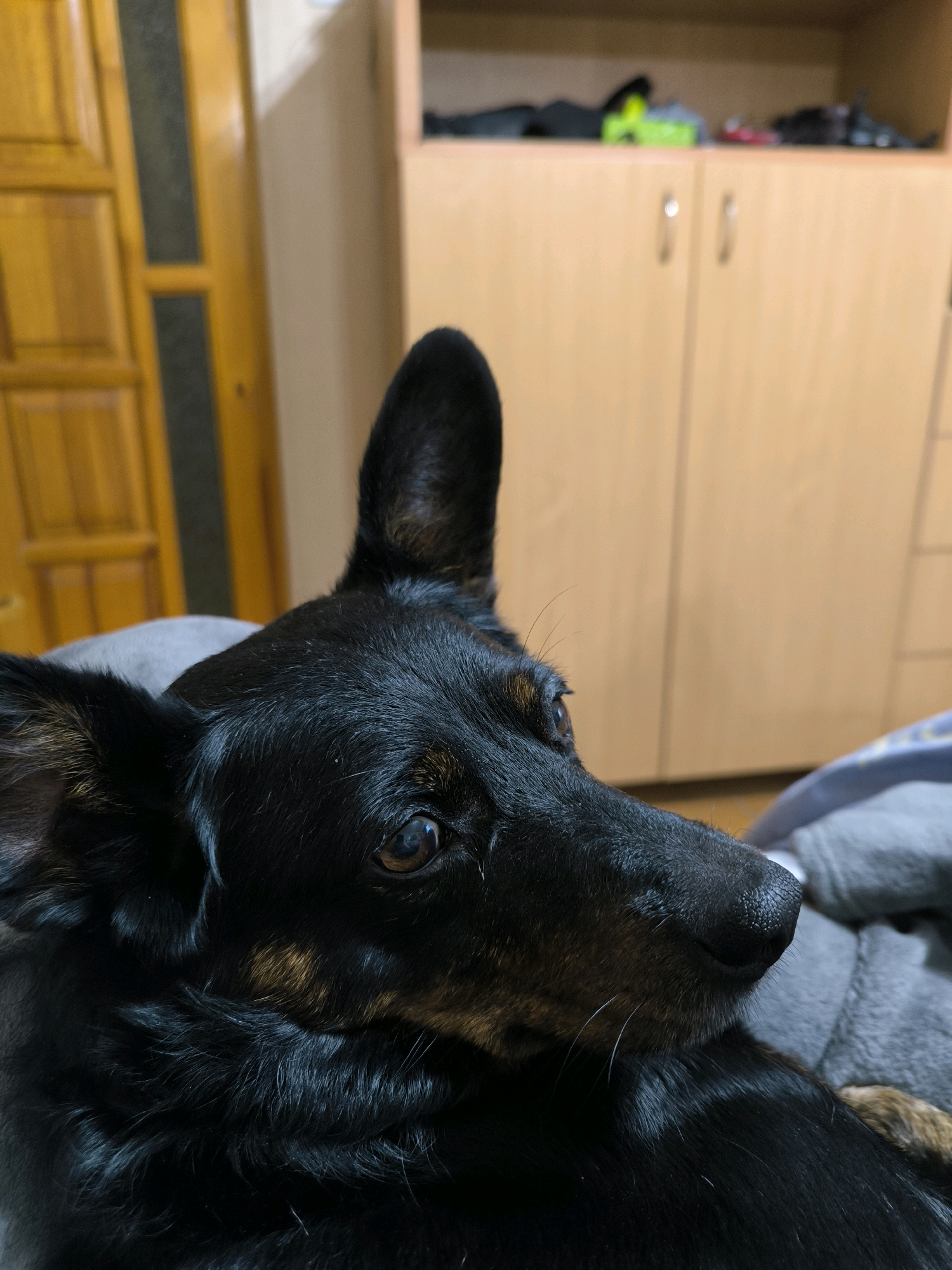A black and tan mixed-breed dog, with its head resting on a gray blanket, is captured in a close-up shot indoors. The dog's left ear is pointed upwards, while its right ear is partially visible. Its brown eye is looking slightly to the right, and its nose is prominent in the frame. Behind the dog, a wooden door with vertical panels and a glass insert is visible on the left, and a light-colored wooden cabinet with two doors and silver handles is seen on the right. The environment appears to be a room, possibly a bedroom or living area, given the presence of a cabinet and soft furnishings. The overall lighting suggests it is daytime, with light filtering in from an unseen source. The image does not contain any discernible information indicating its location in Mykolaiv, Ukraine, nor does it depict any people or specific actions.