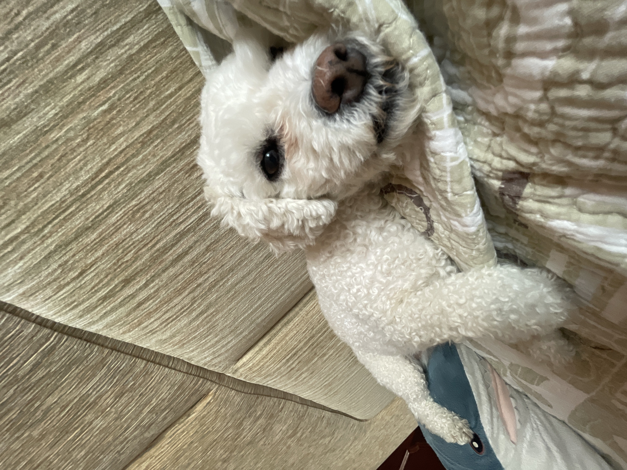 A small, white dog with curly fur lies on its side, nestled in bedding. The dog appears to be a Bichon Frise or similar breed. The background consists of textured fabric resembling upholstery and patterned blankets. The image provides no evidence indicating the location as Yekaterinburg, Russia. The scene is indoors, possibly a home environment.