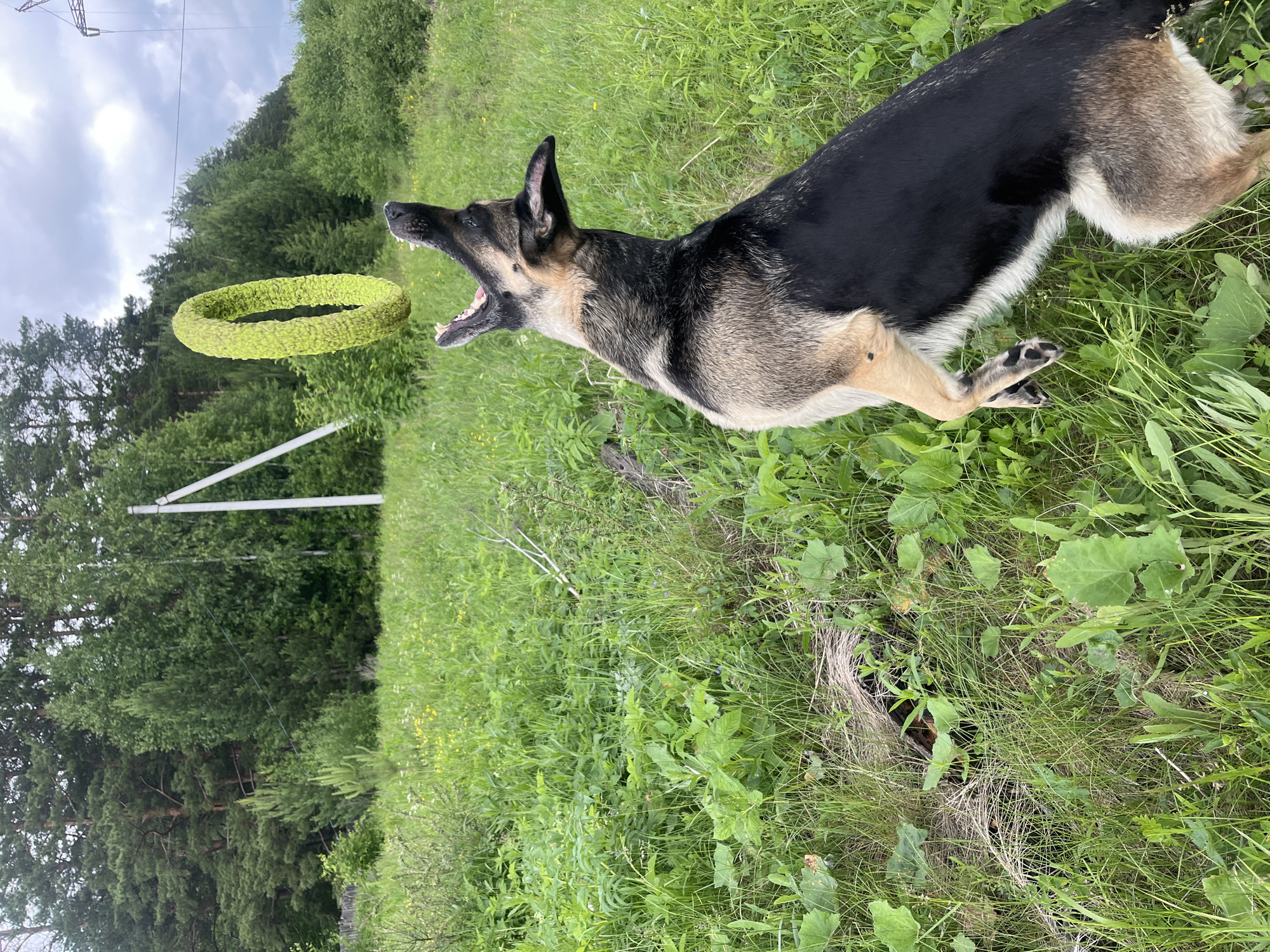 A German Shepherd dog jumps to catch a bright green, textured ring toy in a grassy field. The dog is in mid-air, with its mouth open and head tilted upwards towards the toy. Its fur is a mix of black, tan, and grey. The background consists of lush green grass, scattered wildflowers, and a dense forest of trees. In the distance, a utility pole with wires can be seen. The sky is overcast with clouds. The location is a natural outdoor area, likely on the outskirts of the city of Nizhny Tagil, Russia, given the presence of a forest typical of the Ural Mountains region.