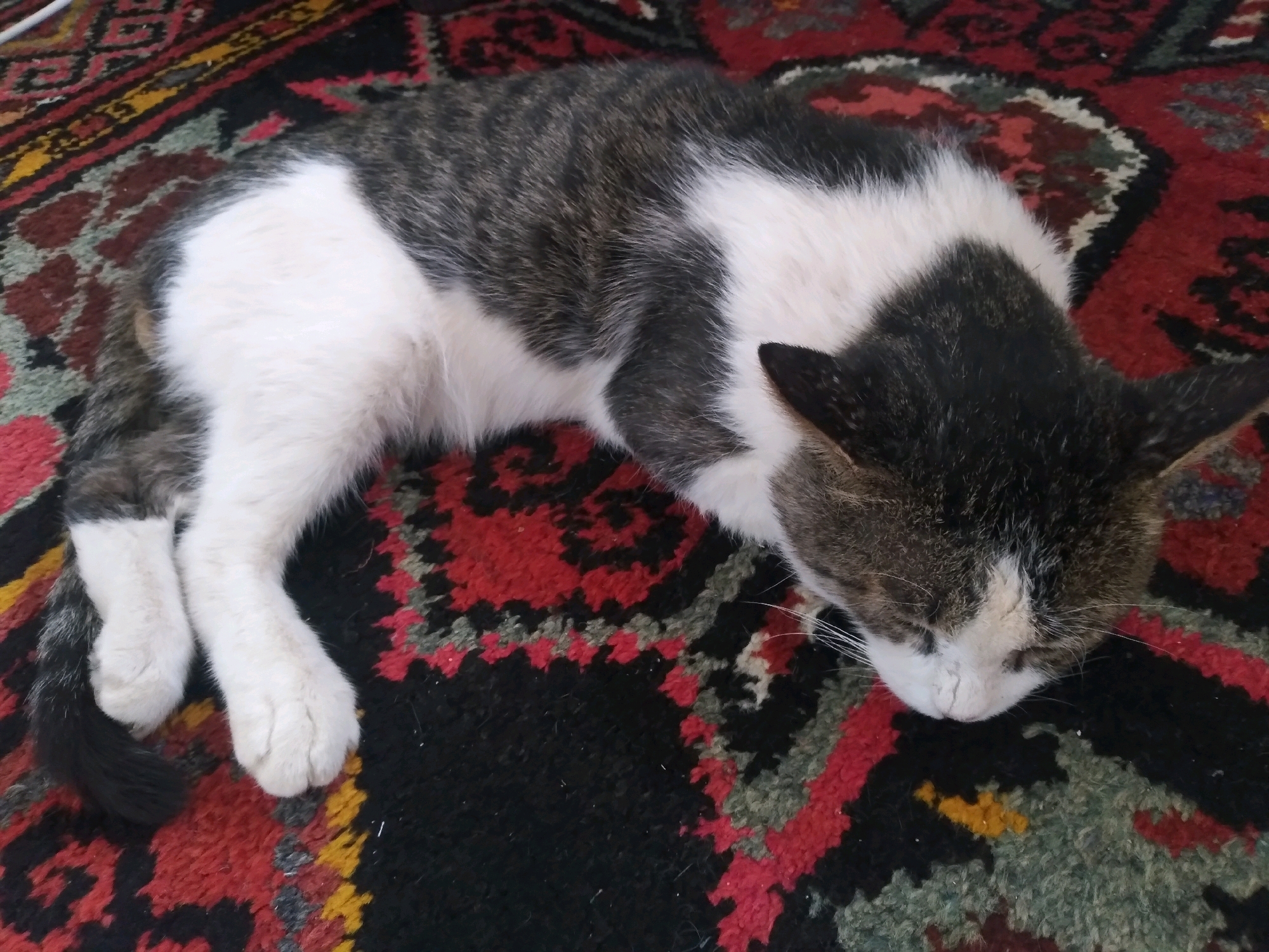 A tabby and white cat is sleeping on a patterned rug. The cat is lying on its side with its head tucked in. The rug has a red, black, and yellow pattern. The scene is indoors and well-lit. There are no people present.