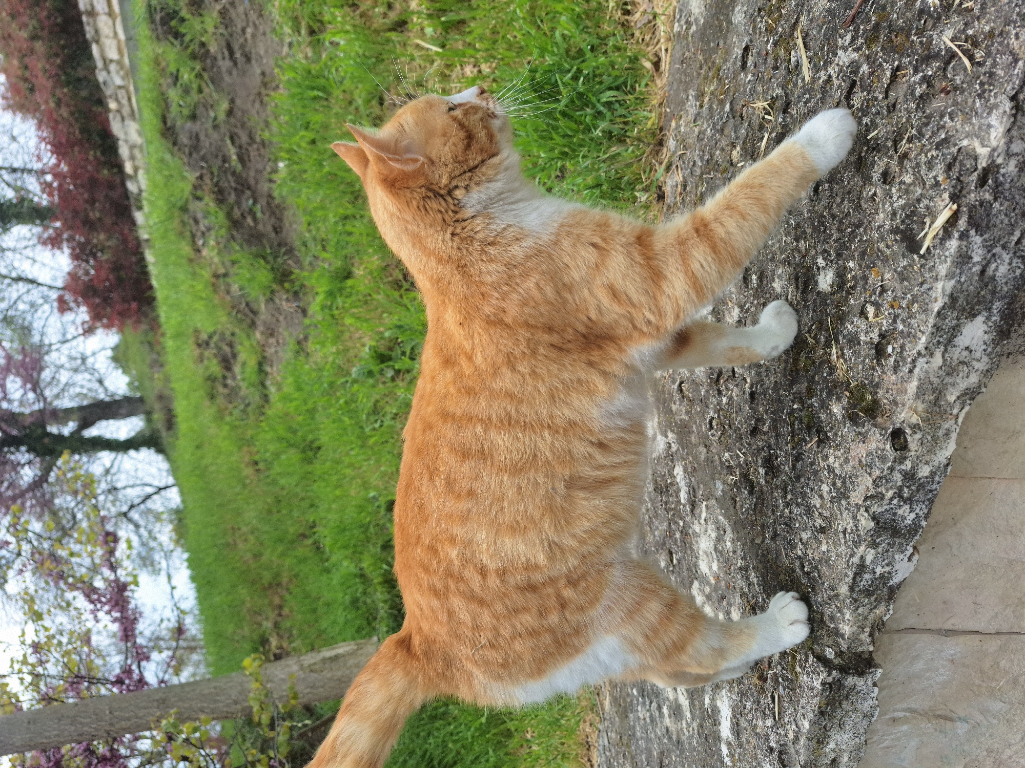 An orange and white tabby cat is captured in a dynamic pose outdoors, likely in Varna, Bulgaria. The cat, predominantly ginger with white fur on its chest, belly, muzzle, and paws, stands on a rough, light grey stone or concrete surface. Its body is angled slightly, with its head tilted sharply upwards, whiskers fanned out and eyes focused on something unseen above. Its front paws are raised and extended, suggesting it is stretching, reaching, or reacting to something in the air. The cat appears curious and alert.
The background features a vibrant green grassy area to the left and rear of the cat, with a darker, muddier patch running through it. Further back, reddish-brown foliage and trees with light pink or purple blossoms are visible against a bright, hazy sky, indicating a daytime setting, possibly in spring. The lighting is natural and bright, casting subtle shadows. No visible text is present in the image.