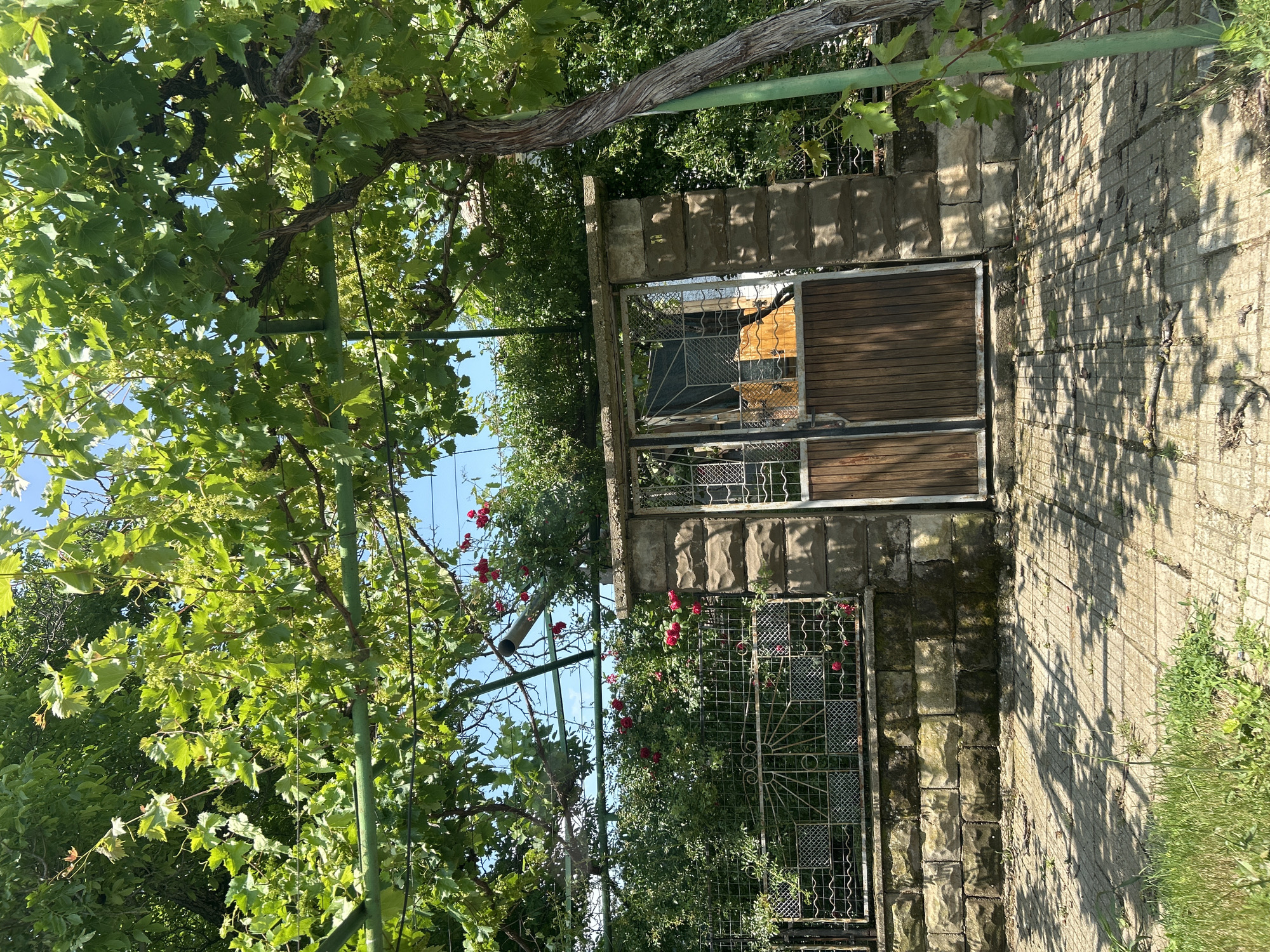 The image depicts a sunlit outdoor garden or yard scene in Madara, Bulgaria, characterized by abundant greenery and rustic stone architecture. The foreground and left side are filled with lush green grapevines, their broad leaves forming a dense canopy, supported by a green metal trellis system. A thick, gnarled grapevine trunk is prominently featured at the top. Small, light green clusters, possibly nascent grapes or flowers, are visible among the foliage.
To the right, a sturdy wall constructed from rough-hewn stone blocks stretches towards the background. Adjoining this wall is a paved path made of square concrete or stone blocks, which extends further right. Bright sunshine casts strong, dappled shadows from the overhead foliage onto this path and parts of the wall, indicating a clear, sunny day, likely morning or afternoon.
Towards the center, an entrance consists of a wooden gate or door with horizontal slats, flanked by decorative metal grates. Below this, another section of a metal fence or gate is adorned with vibrant red roses in full bloom, adding a striking contrast to the green and gray tones of the scene. Other green bushes and smaller plants grow along the base of the stone structures. No people are present, and no text is visible within the image. The scene conveys a sense of peaceful, natural beauty in a rural or semi-rural setting.