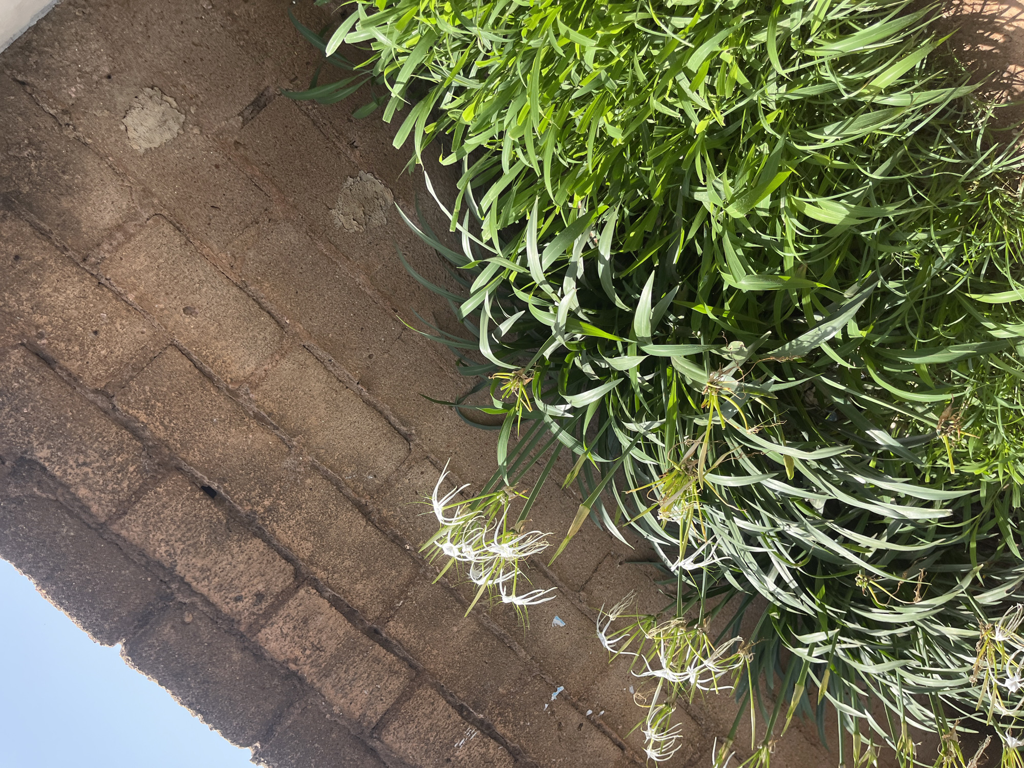 A close-up, angled outdoor shot captures a section of a brick wall and lush green vegetation in Gura Top, Nigeria. The brick wall, made of roughly textured, light brown bricks, dominates the upper left of the frame and extends diagonally downwards. Some mortar is visible, along with two circular, lighter-colored patches on the wall, possibly nests. To the right and bottom of the frame, a dense arrangement of vibrant green grass and plants grows. Interspersed within the greenery are several delicate white spider lilies, their thin petals and long stamens creating a striking contrast against the foliage and the wall. The sky is visible in the upper left corner, appearing as a clear, light blue.
