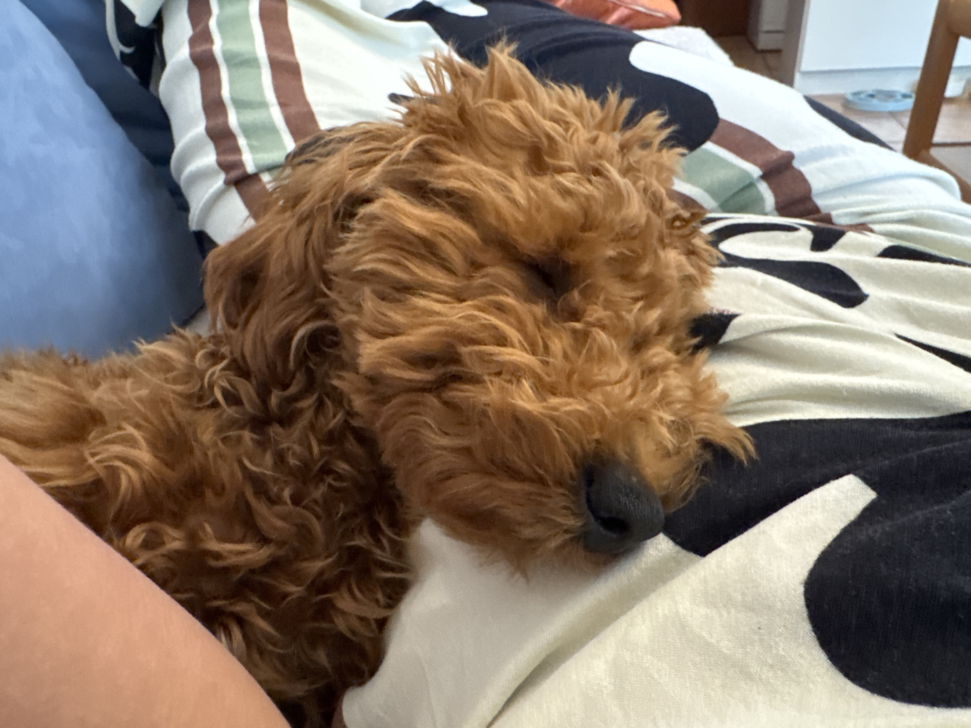 A golden-brown Goldendoodle dog is sleeping on a bed. The dog is lying on its side, its eyes closed, and its nose resting on a white pillow. The bed is covered with a black and white patterned blanket, with a striped pillow visible in the background. A person's arm is visible on the left side of the image. The location cannot be determined to be Zankovići, Montenegro from the image alone.