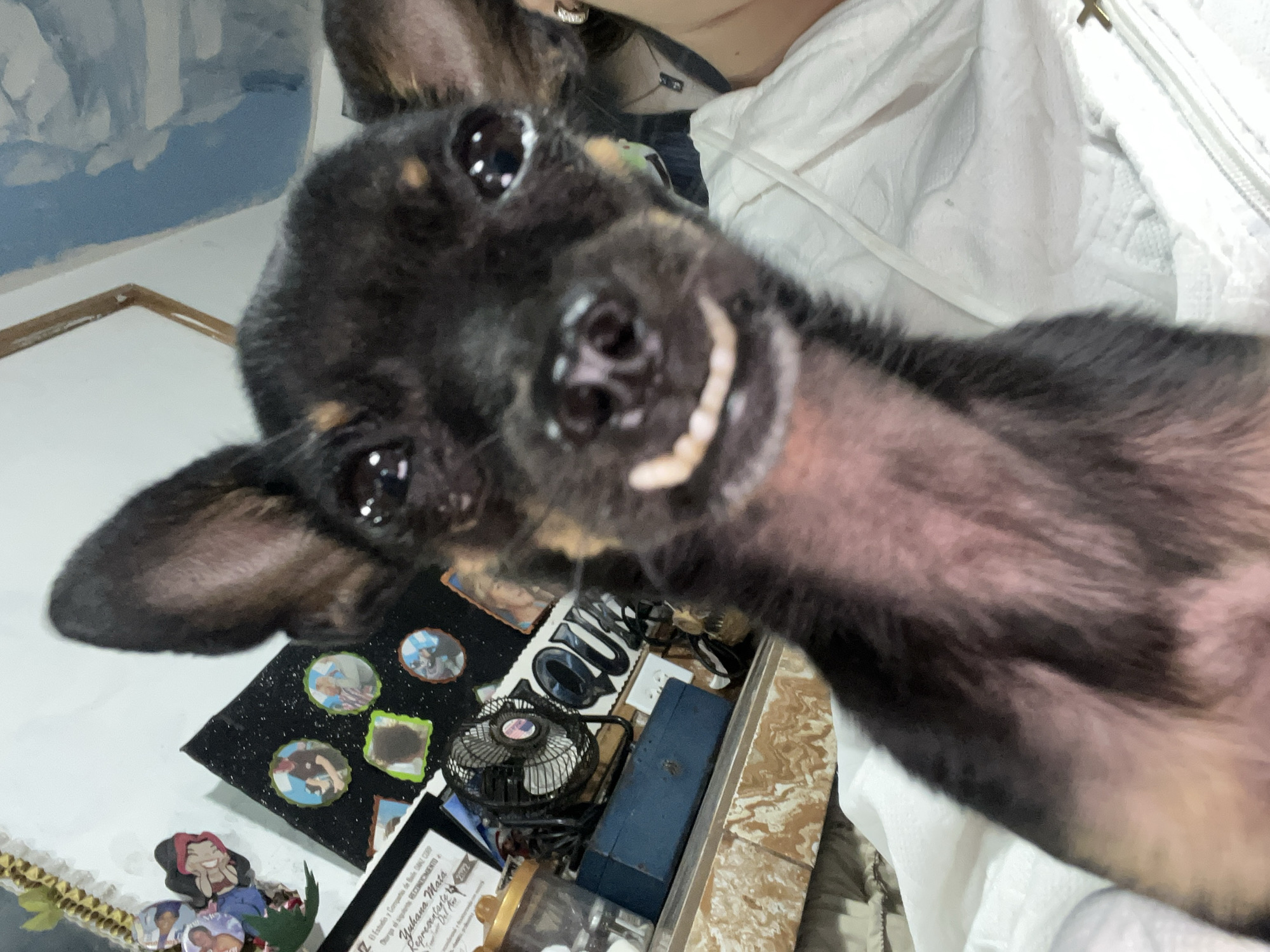 The image is a close-up, selfie-style photograph of a black and tan Chihuahua dog. The dog is positioned in the foreground, with its head taking up most of the frame. Its mouth is open, revealing its teeth, which gives the impression of a smile. The dog's ears are large and erect, typical of the breed. The background is cluttered with various objects, including a small black fan, a blue box, and several framed pictures and certificates on a wall. The overall environment appears to be an indoor setting, possibly a bedroom or living area, suggesting the photograph was taken at a residence in Juan Griego, Venezuela.
