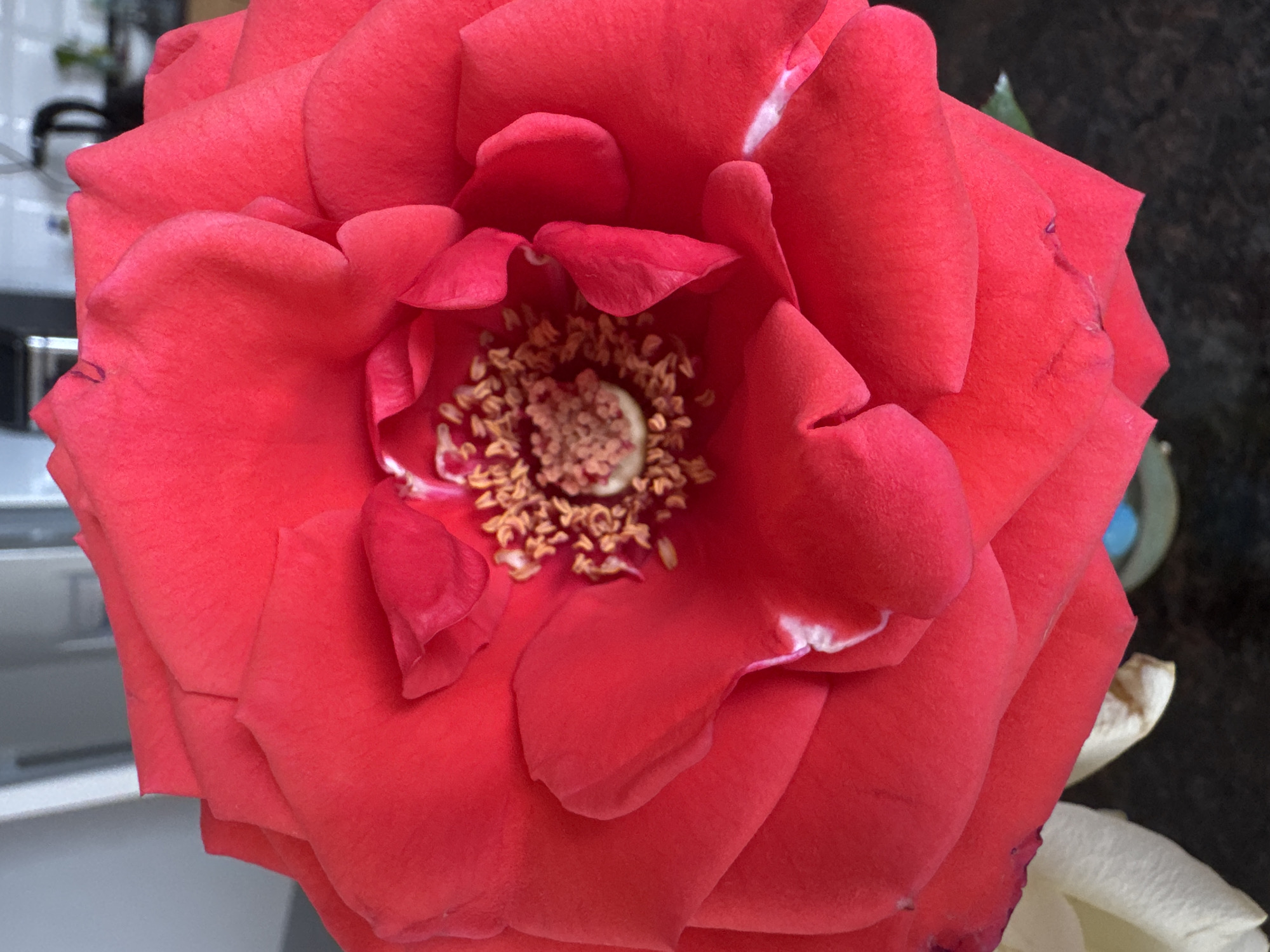 A close-up image shows a fully bloomed, bright red rose. The petals are layered and arranged in a spiral pattern around the center of the flower. The center of the rose features yellow-tipped stamens surrounding a light-colored receptacle. A few small white marks appear on some of the petals, possibly indicating slight damage or imperfections. In the background, out-of-focus objects are visible, including a white surface on the left, suggesting a countertop or furniture. The right side shows a dark, reflective surface and a partially visible, cream-colored petal. The location is not identifiable from the image.