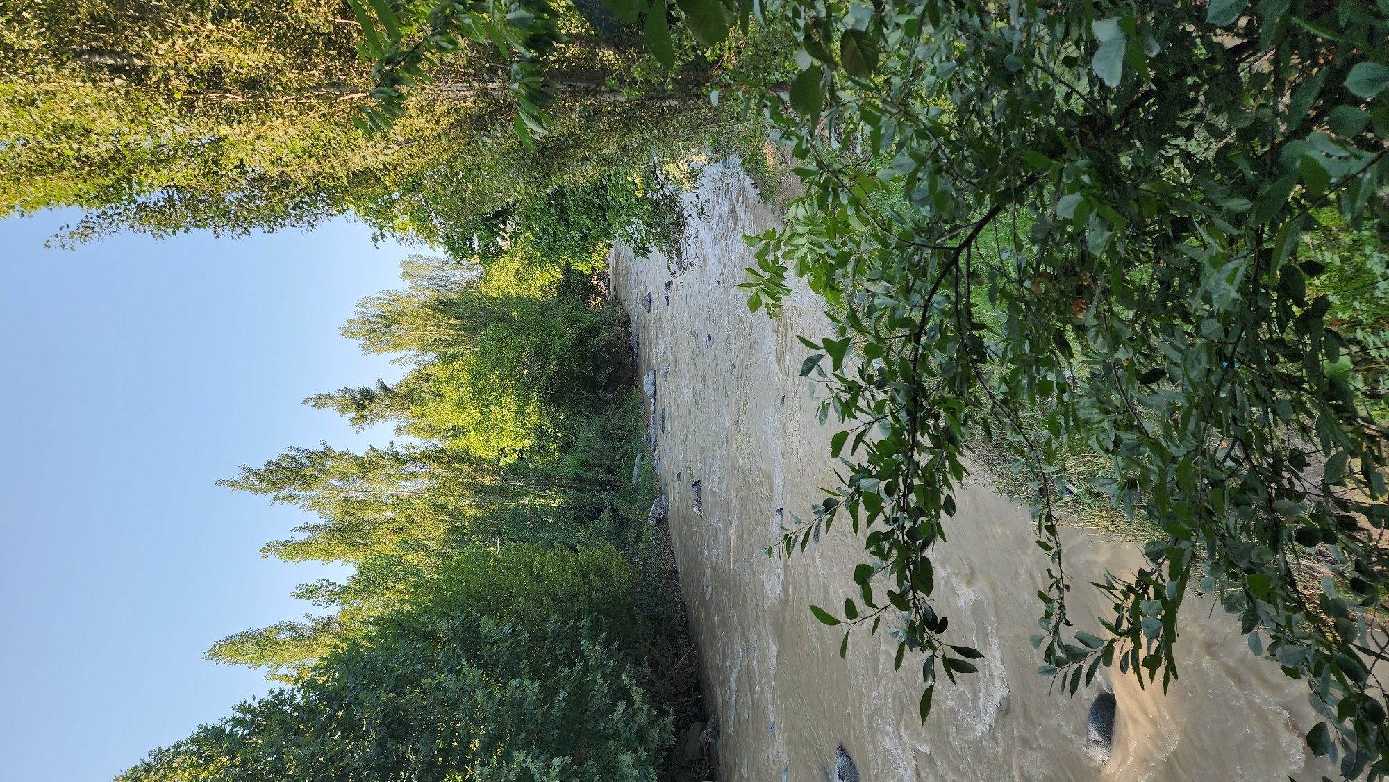 The image depicts a natural scene of a river flowing through a lush, green environment. The river itself appears to be a muddy brown, suggesting it might be carrying sediment or has recently experienced increased flow. The banks of the river are densely lined with trees and foliage, characterized by vibrant green leaves. The trees are tall and abundant, creating a canopy that partially shades the river. The sky visible in the upper part of the image is a clear, light blue, indicating fair weather and likely daytime.
In the foreground, particularly on the right side of the image, branches and leaves of trees hang over the river, adding a sense of depth and framing the view. Scattered stones are visible in and along the riverbed. The overall impression is one of a serene, natural landscape, possibly a rural or wilderness area. There is no visible text in the image. Given the lack of human activity or specific landmarks, it's difficult to pinpoint an exact location beyond it being a riverine environment with significant tree cover. The lighting and clear sky suggest it's likely daytime, possibly late morning or afternoon when the sun is well up. The scene evokes a sense of peace and the wild beauty of nature.
