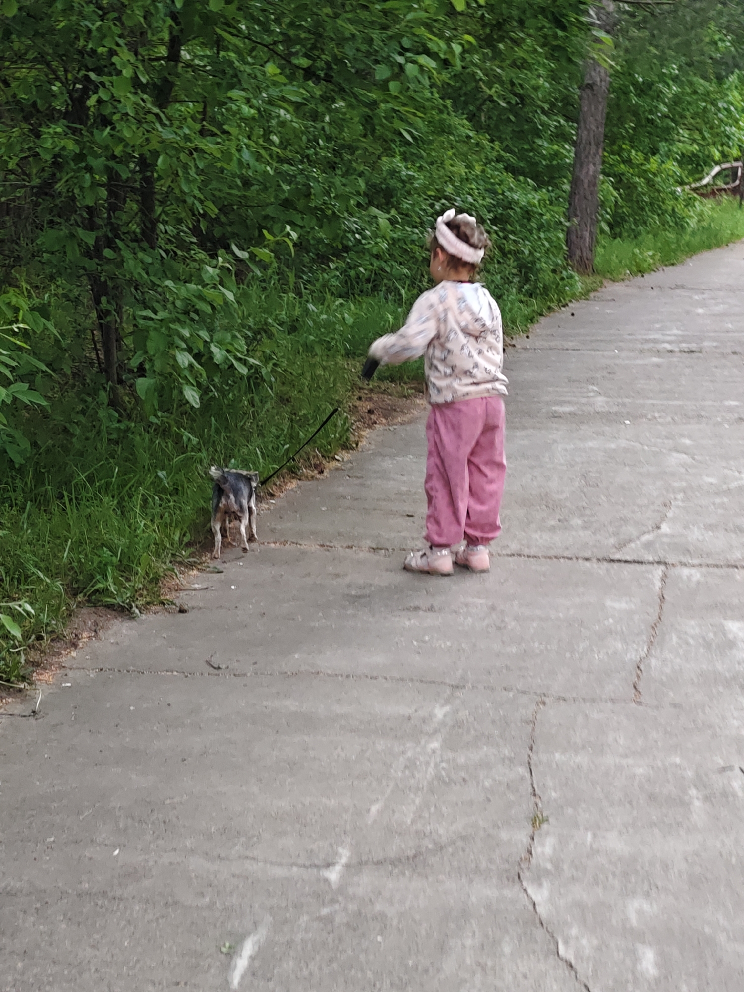 A full-shot image captures a young child walking a small dog on a paved path in Chaikovsky, Russia. The child is seen from behind, wearing a light-colored, patterned hooded sweatshirt, pink pants, and pink sandals. A light-colored headband adorns the child's head. The child holds a black leash connected to the small dog.
The dog, with a mix of dark grey and white fur, is positioned to the left of the path, near the edge of the dense greenery, appearing to sniff the ground. The paved path is grey concrete, showing visible cracks, and appears slightly damp.
The setting is an outdoor environment, characterized by an abundance of green foliage. To the left of the path, there is a dense growth of bushes and trees, while on the right, the green vegetation continues with a taller tree trunk visible further back. The lighting suggests it is daytime, likely overcast or a shaded area, as no harsh shadows are present. No discernible text is visible in the image. The scene depicts a casual walk or outdoor activity.