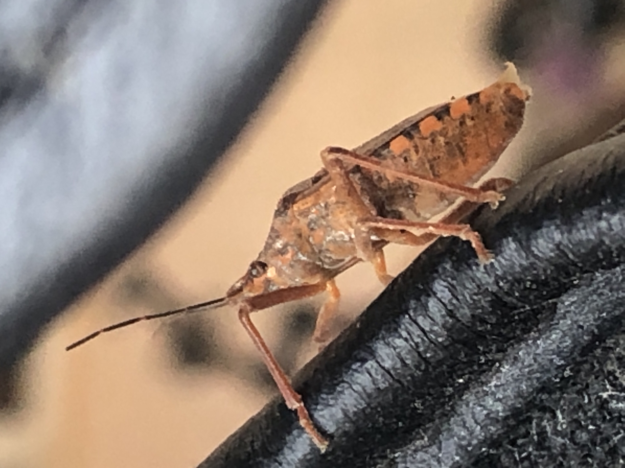 An extreme close-up shot shows an orange and brown insect with long antennae clinging to a textured black surface. The insect's body is segmented, with visible legs and a pointed abdomen. The background is blurred, with shades of tan and gray. No specific location in Lokbatan, Azerbaijan is discernible from the image.