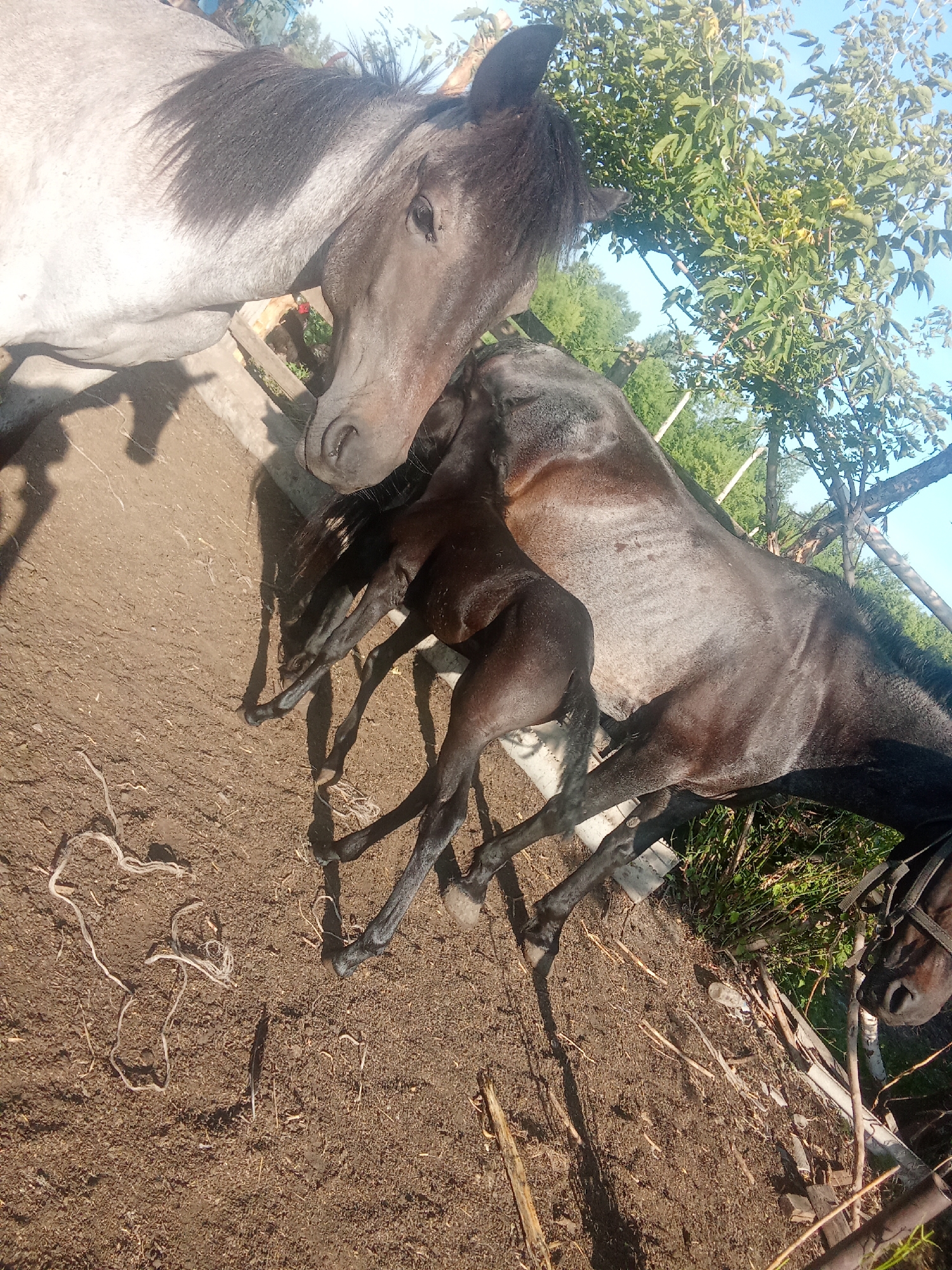 Two horses, one lighter gray and one dark brown, are in a dirt enclosure. The lighter horse is on the left and appears to be nuzzling the darker horse, which is positioned in front of it and is partially obscuring a dark brown foal. The foal is lying down. The ground is dirt with some scattered straw or hay. In the background, there are green trees and a bright blue sky. The scene is outdoors and appears to be during the daytime, with shadows cast on the ground. There are no people visible in the image.
