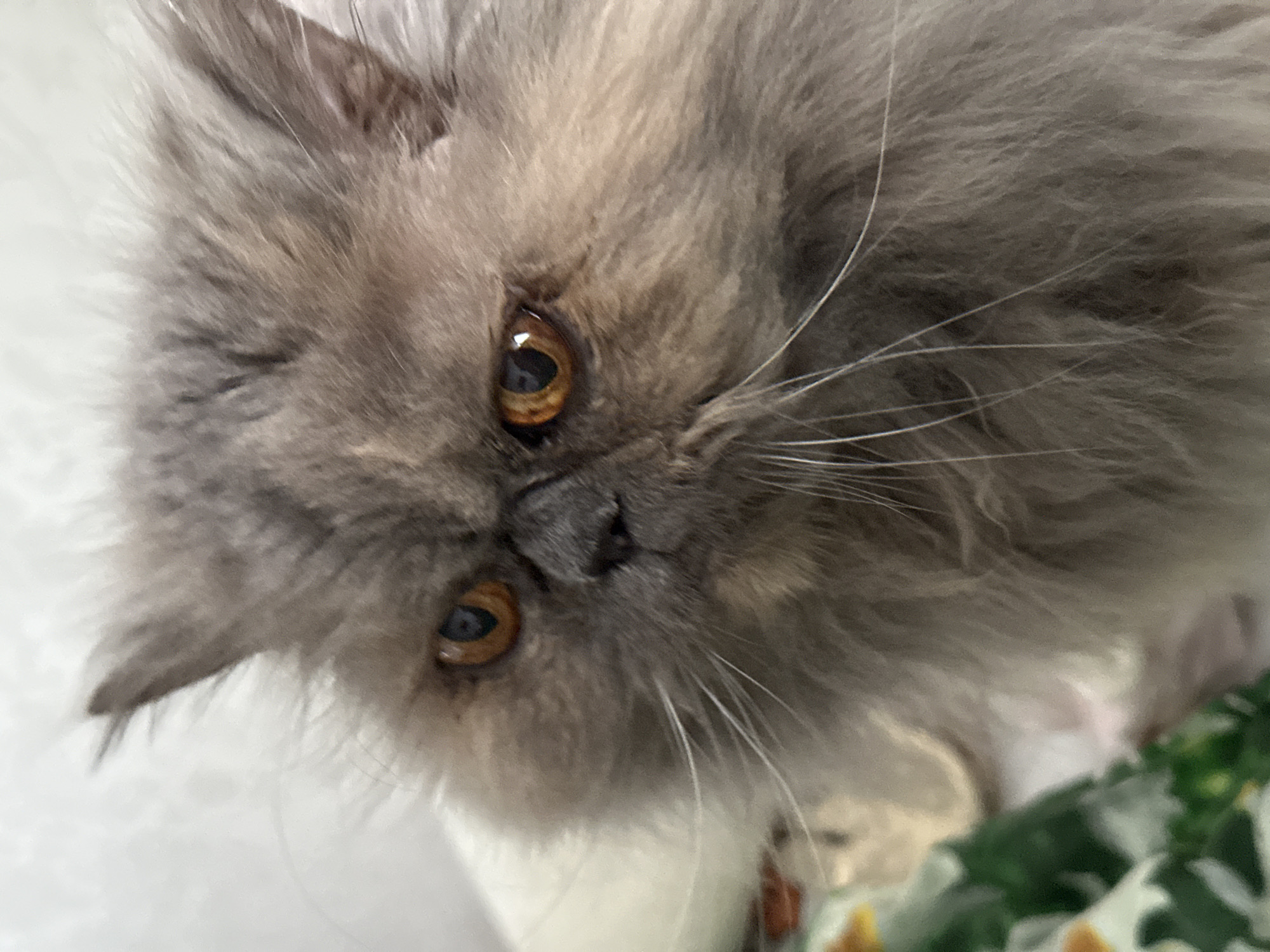 A close-up, angled shot features a gray, fluffy Persian cat with amber eyes and long whiskers. The cat's nose is small and dark. It appears to be lying down, and the lower portion of the frame includes a blurry background with hints of white and green, possibly foliage. The location in the city of Chaikovsky, Russia, cannot be determined from the image alone.