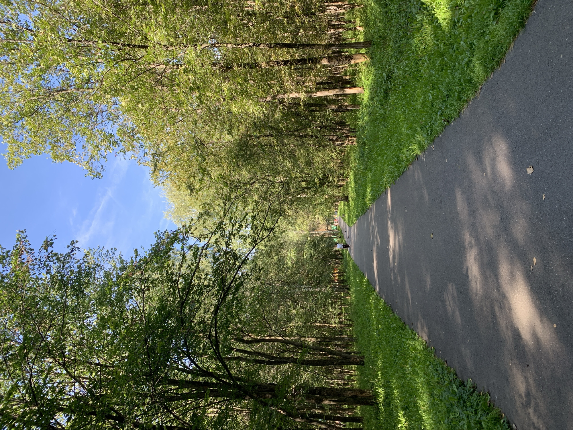 A paved pathway runs through a tree-lined park. Lush green grass borders the pathway on both sides. Tall deciduous trees with dense green foliage create a canopy overhead, casting dappled shadows on the path. The sky is blue with a few wispy clouds. A lone individual, dressed in white, walks away from the camera on the pathway in the distance. The scene suggests a peaceful, outdoor setting. This image was taken in the city of Prokopyevsk, Russia.